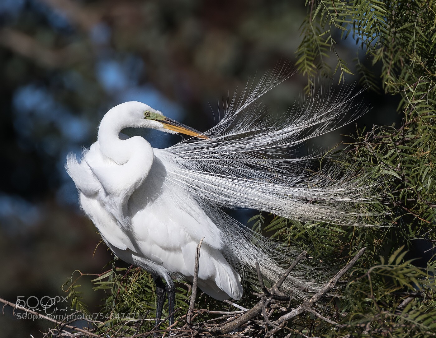 Canon EOS 7D Mark II sample photo. Great egret prepares for photography