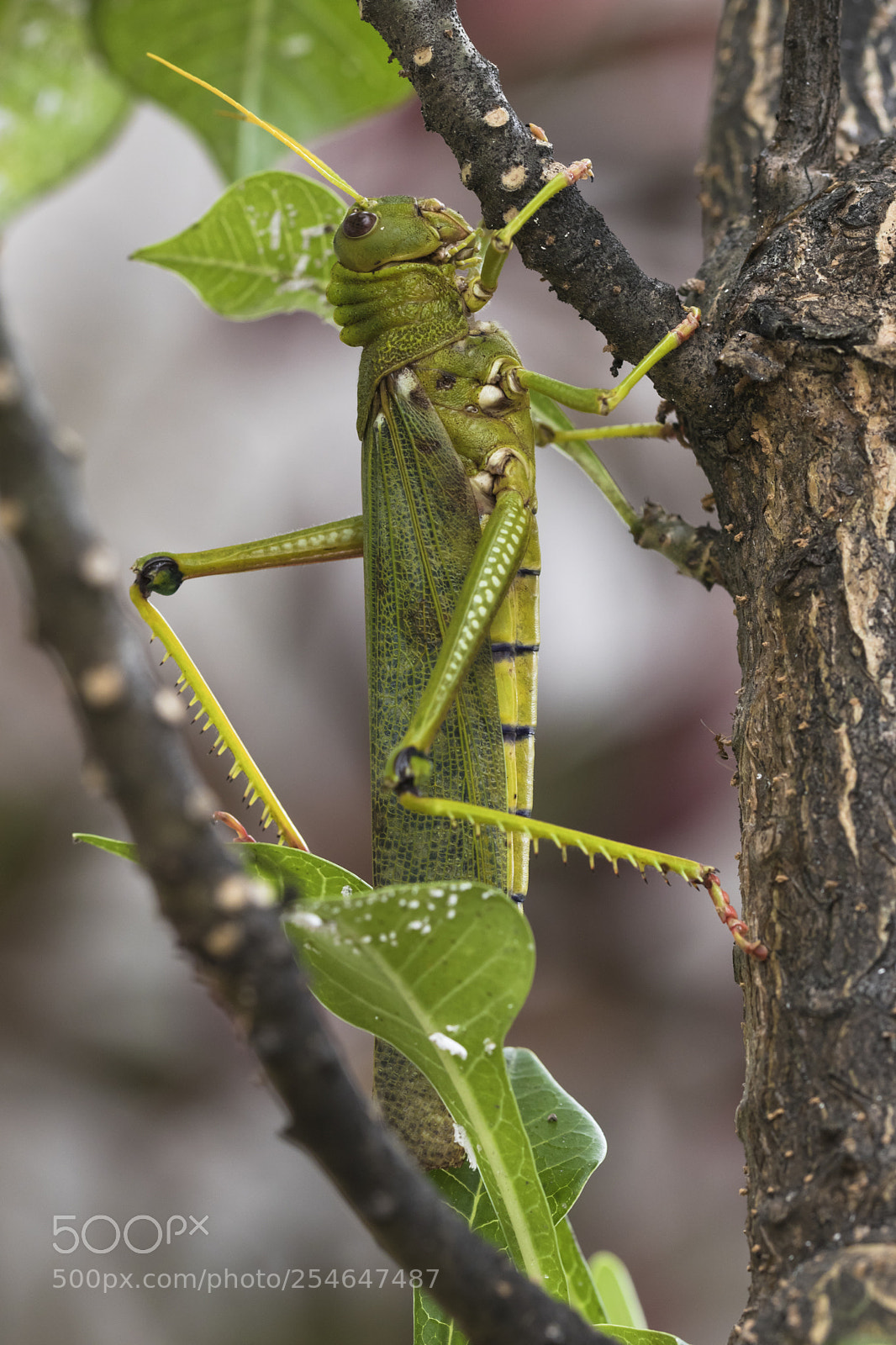 Canon EOS 80D sample photo. Giant grasshopper hanging on photography