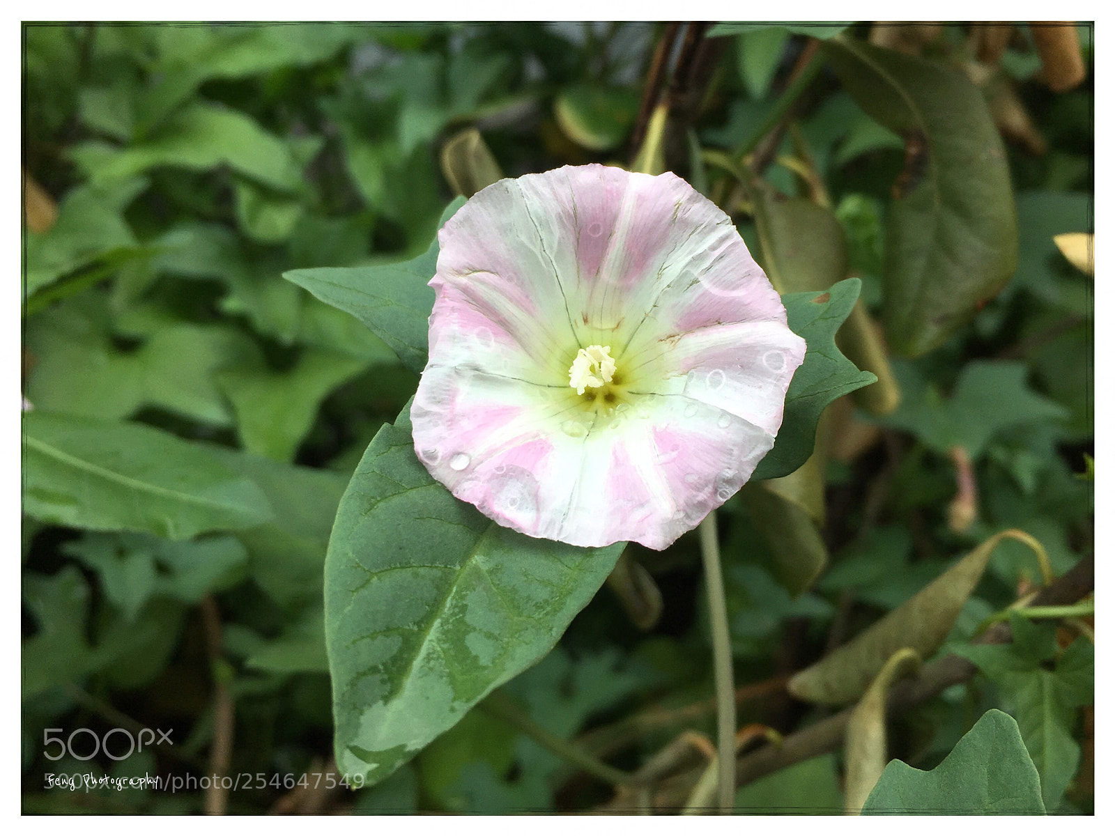 Apple iPhone SE sample photo. 打碗花 photography