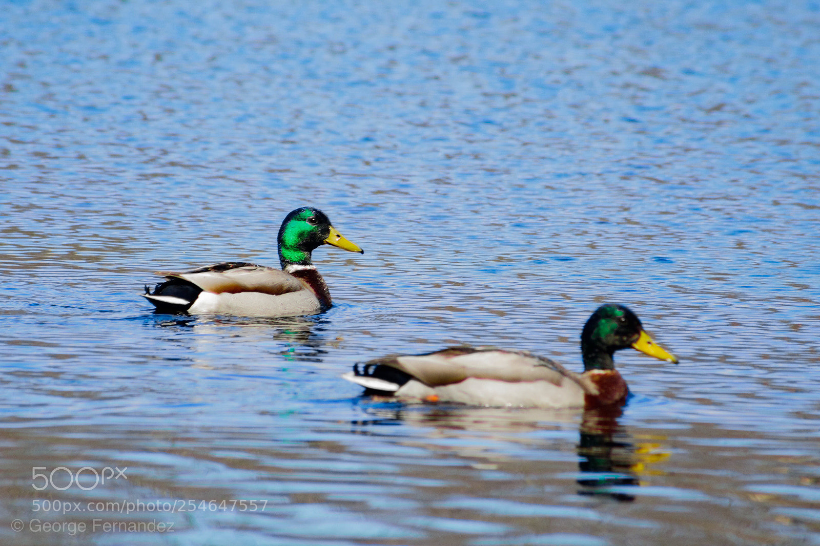Canon EOS 1300D (EOS Rebel T6 / EOS Kiss X80) sample photo. Ducks in a row photography