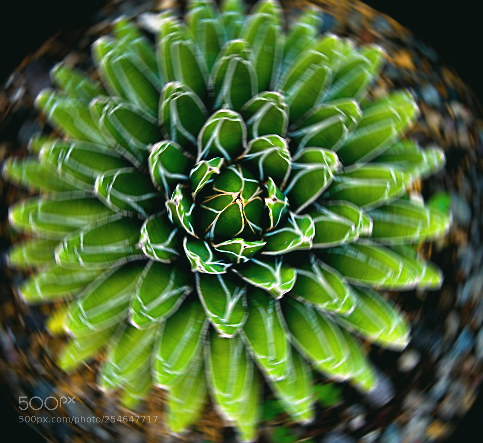 Canon EOS 500D (EOS Rebel T1i / EOS Kiss X3) sample photo. Hypnosis photography