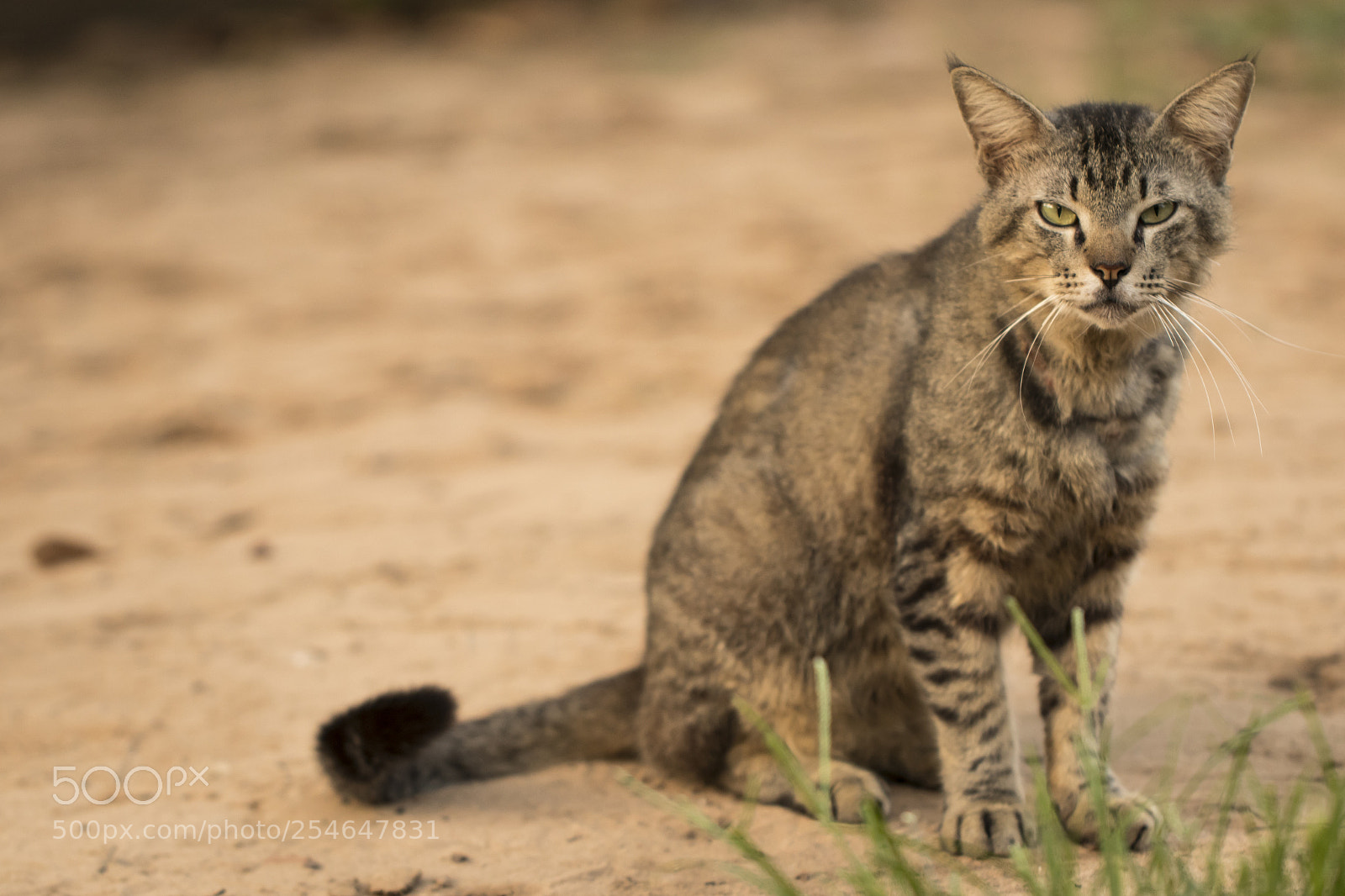 Canon EOS 80D sample photo. Scary cat staring at photography