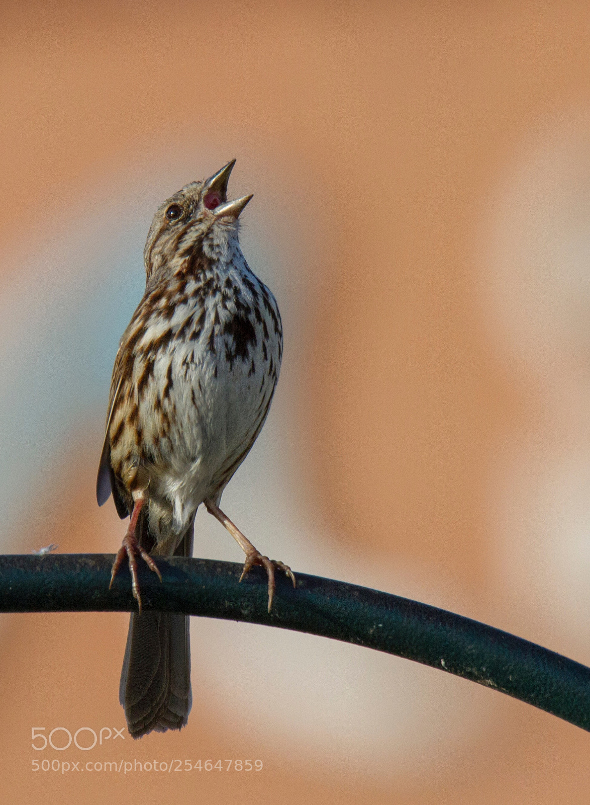 Canon EOS 7D sample photo. Sign of spring photography