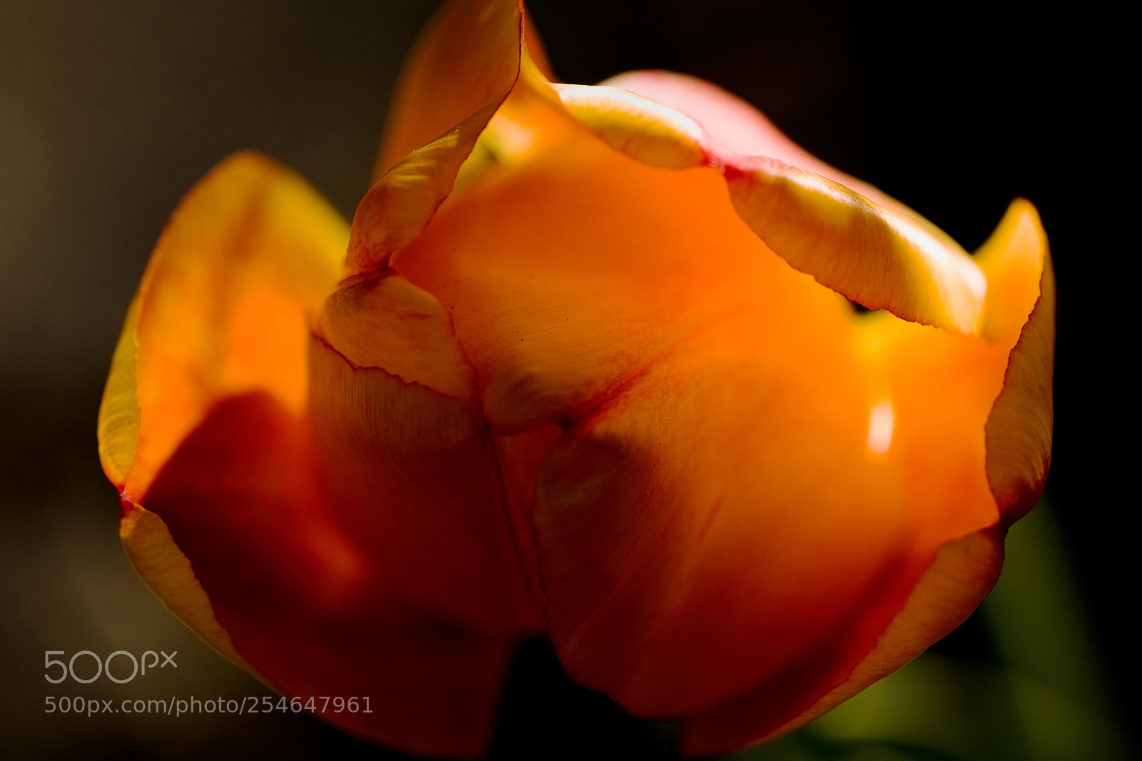 Fujifilm X-T2 sample photo. Evening tulip photography