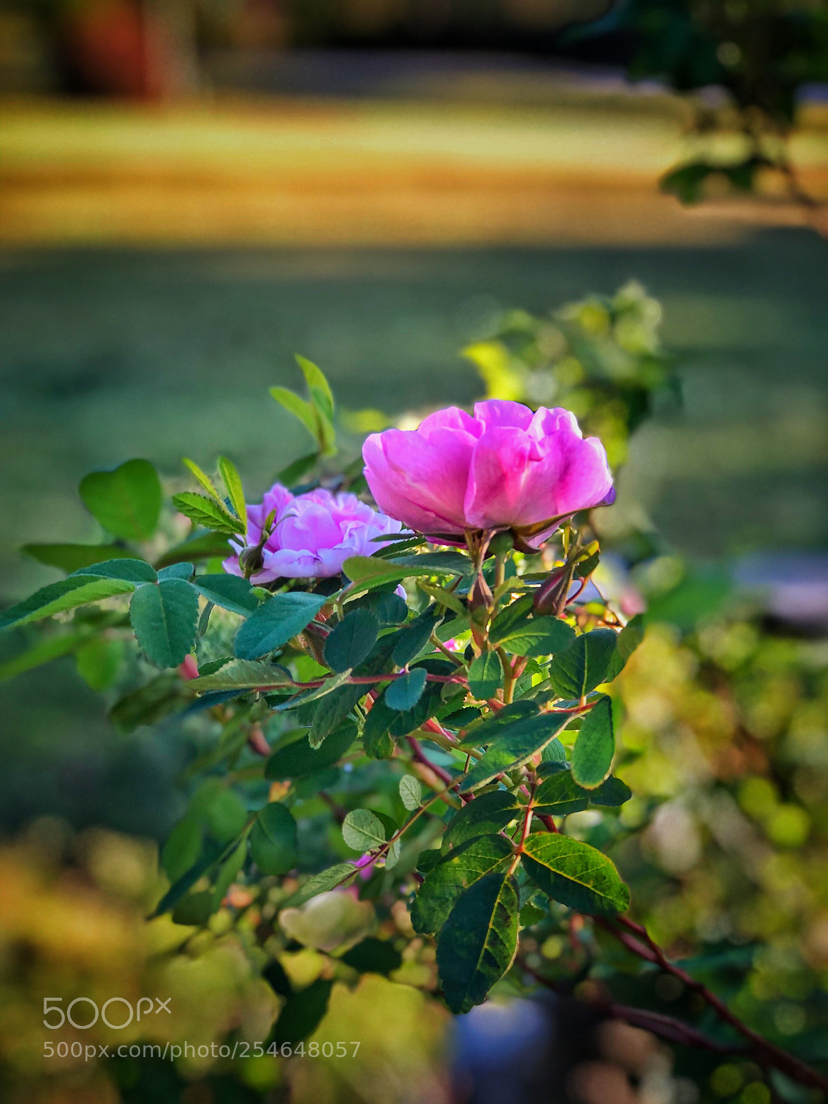 Apple iPhone 8 Plus sample photo. Blossoming love photography