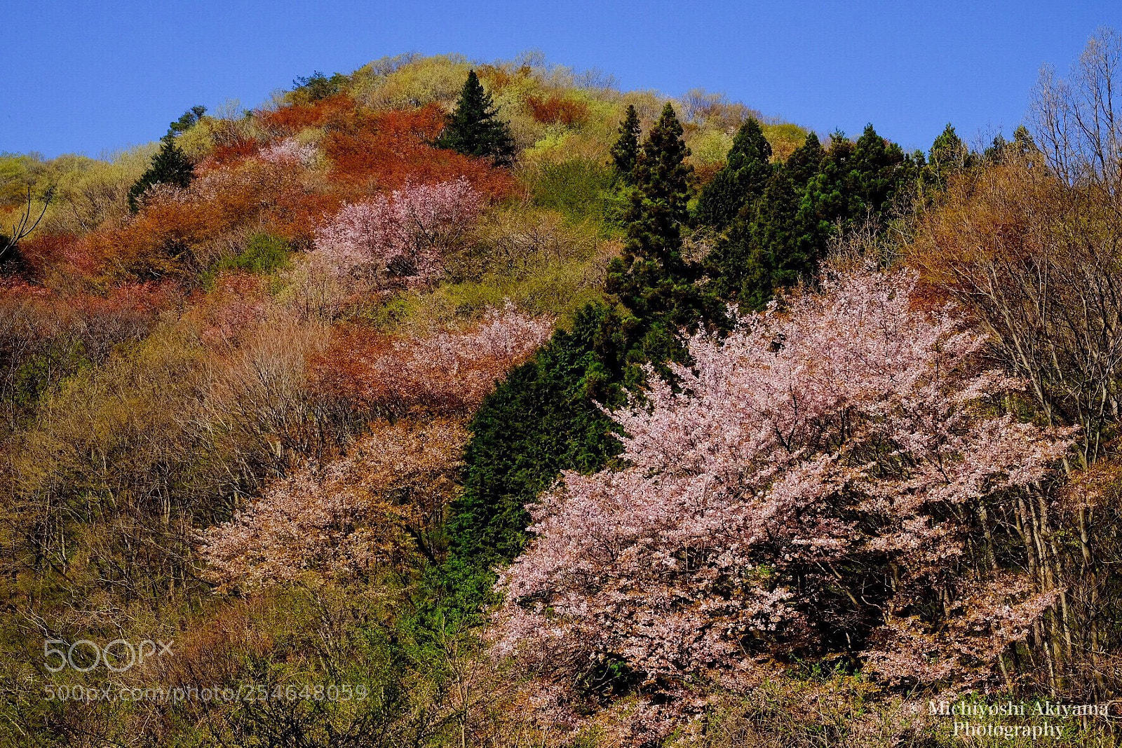 Fujifilm X-T1 sample photo. Spring color. photography