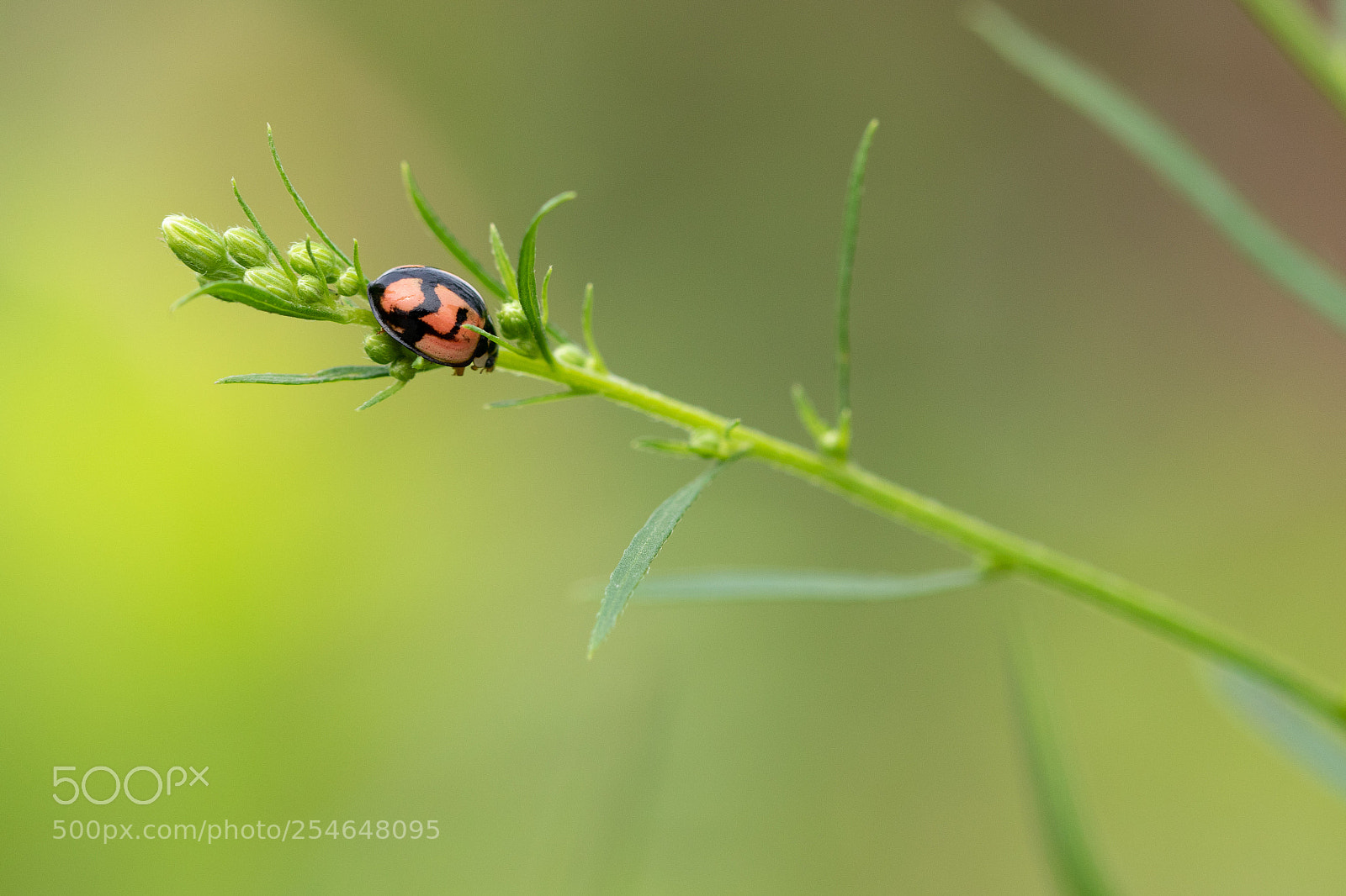 Canon EOS 7D Mark II sample photo. Lắc lư... photography
