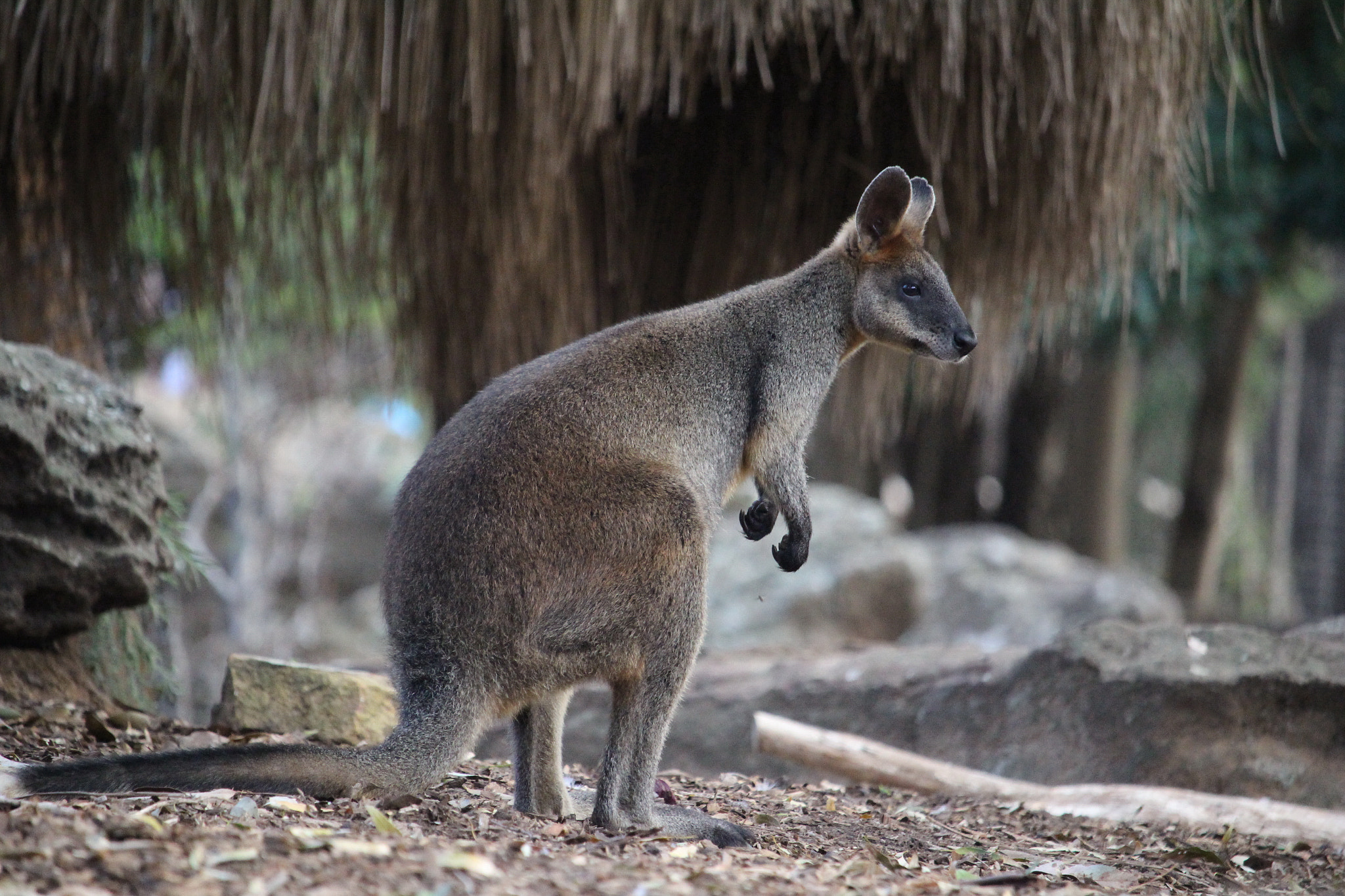 Canon EOS 100D (EOS Rebel SL1 / EOS Kiss X7) sample photo. Kangaroo photography