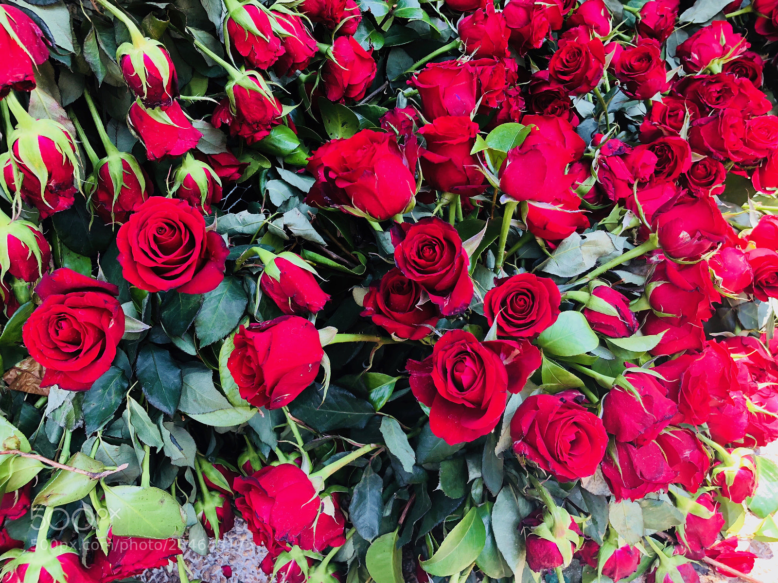 Apple iPhone 8 sample photo. Untitled photography