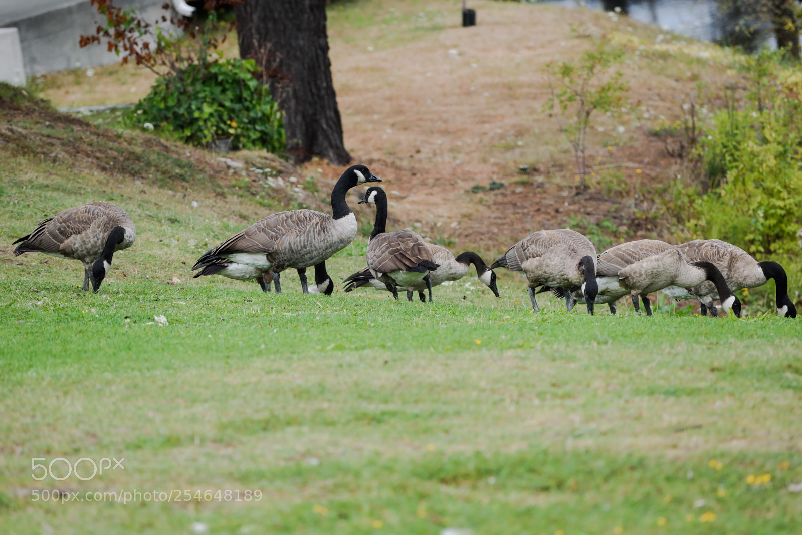 Nikon D3300 sample photo. Canadian geese photography