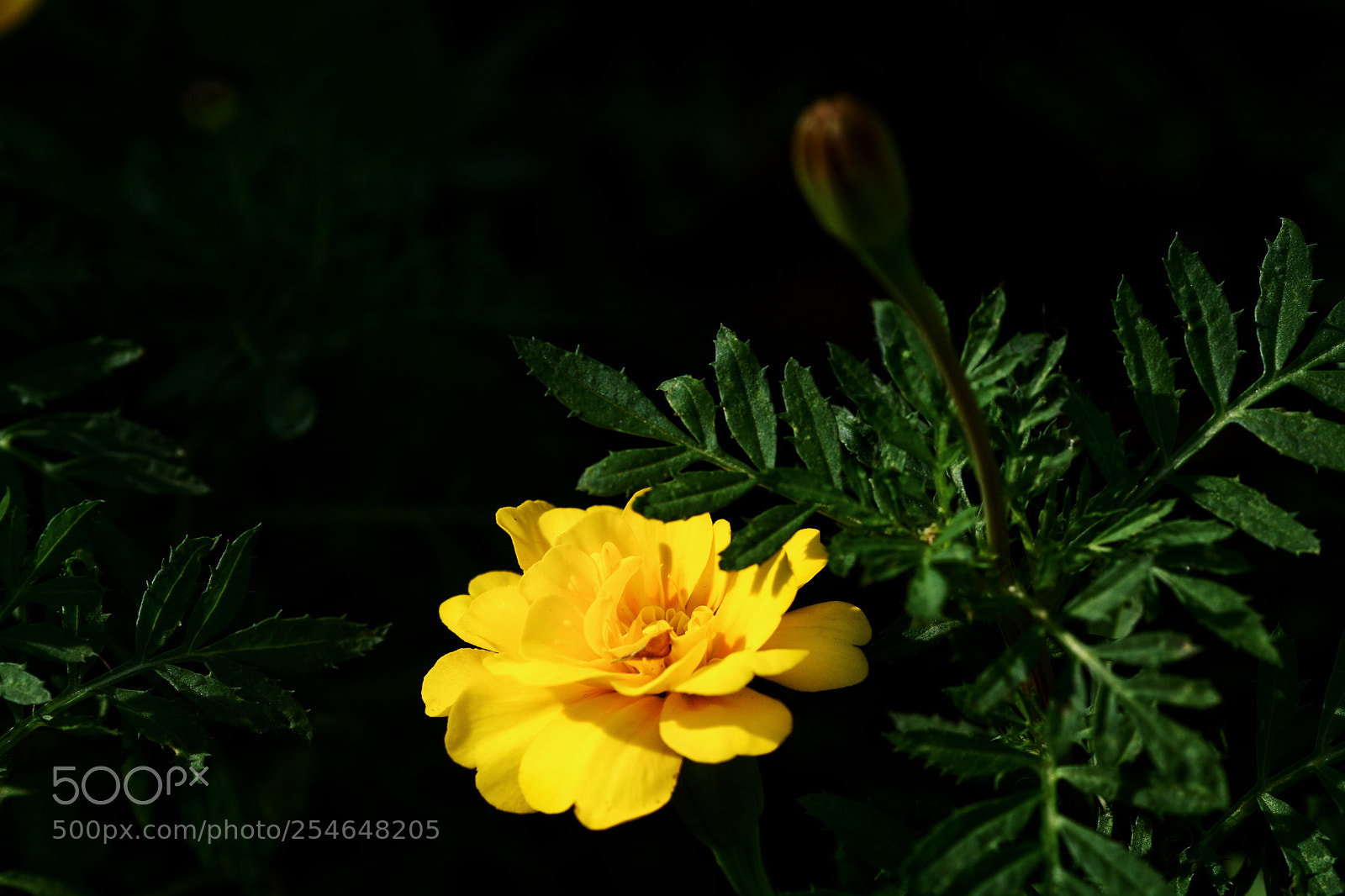 Nikon D7100 sample photo. Untitled photography