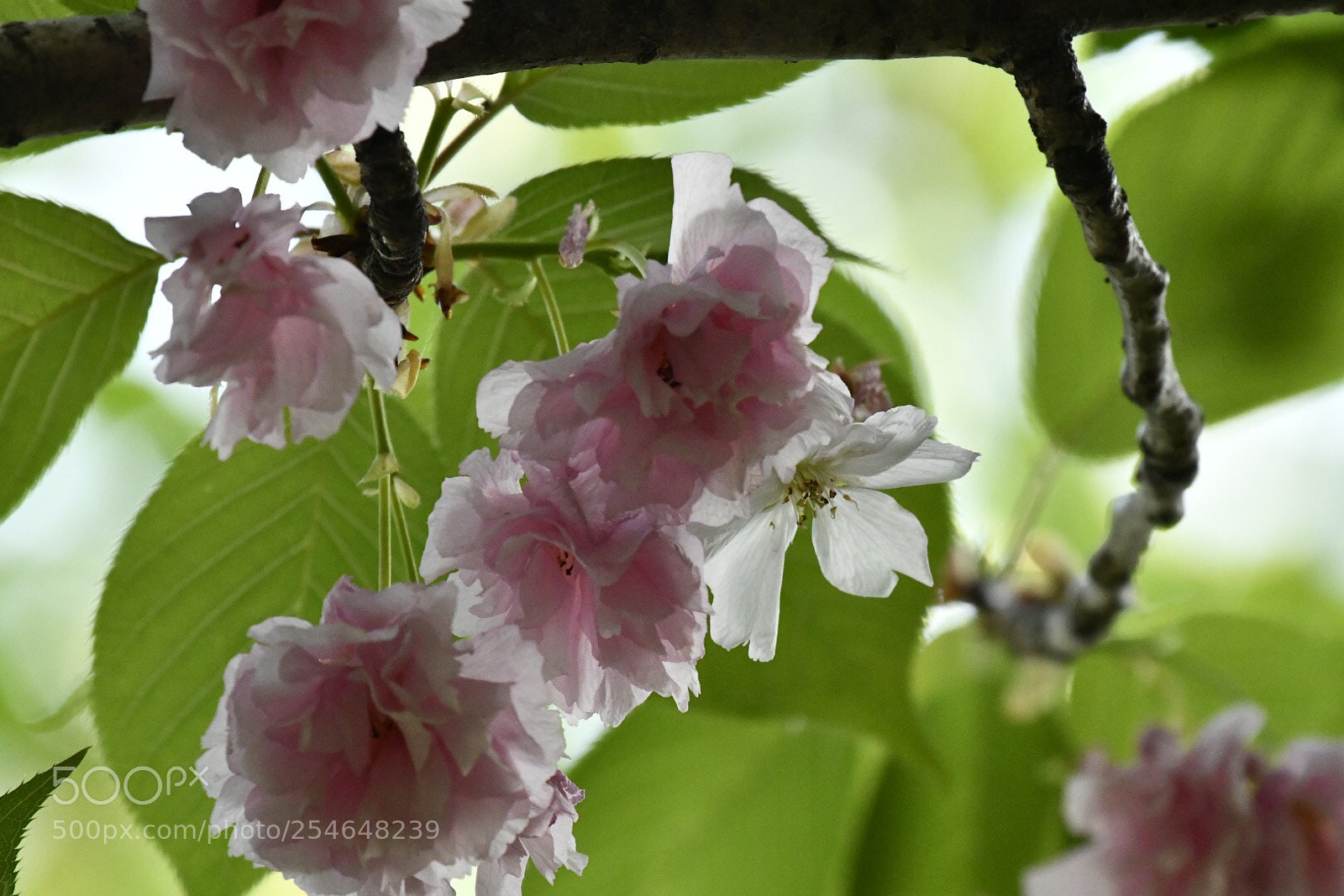 Nikon D850 sample photo. Untitled photography