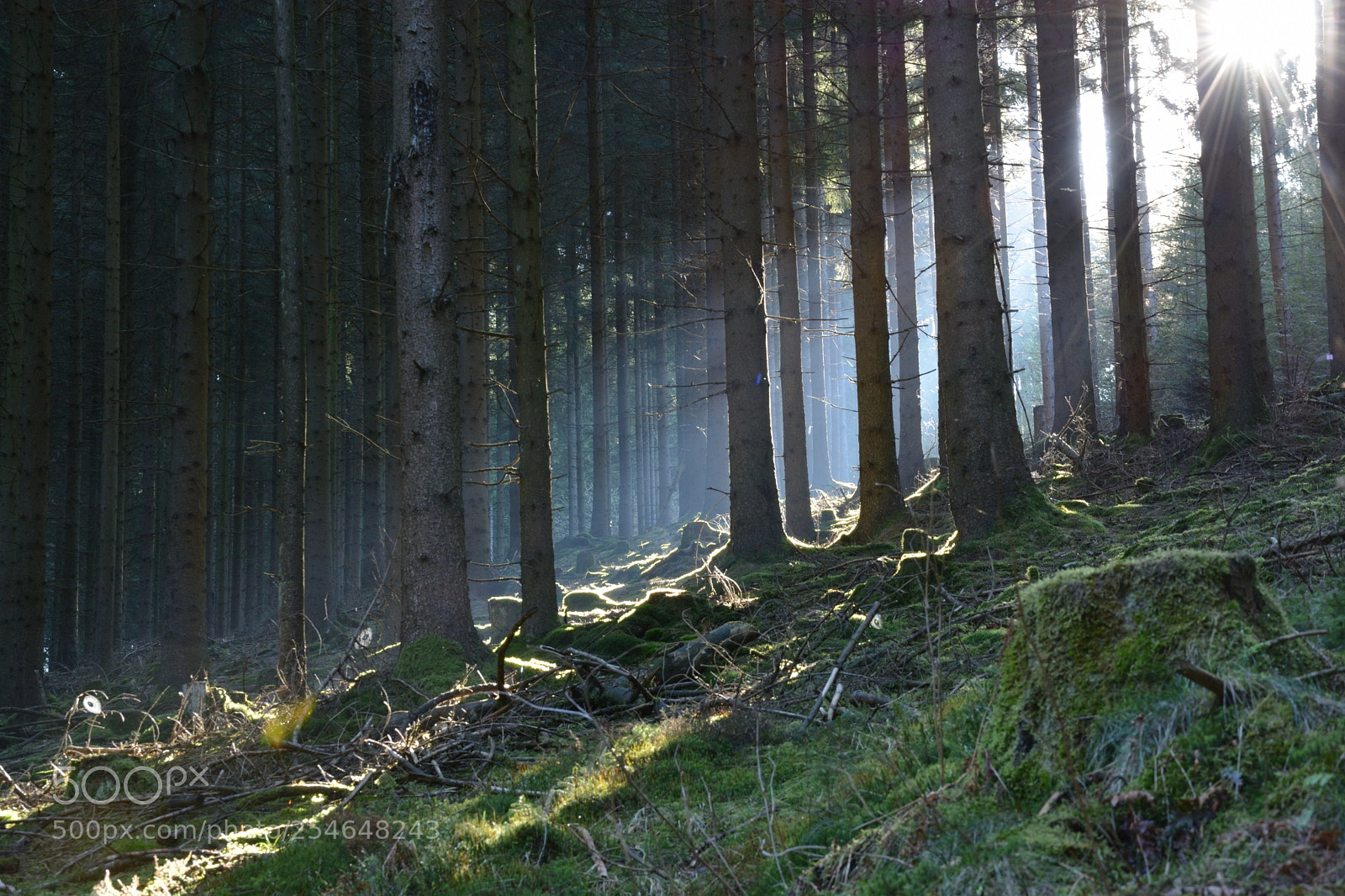 Nikon D5200 sample photo. Forrest photography