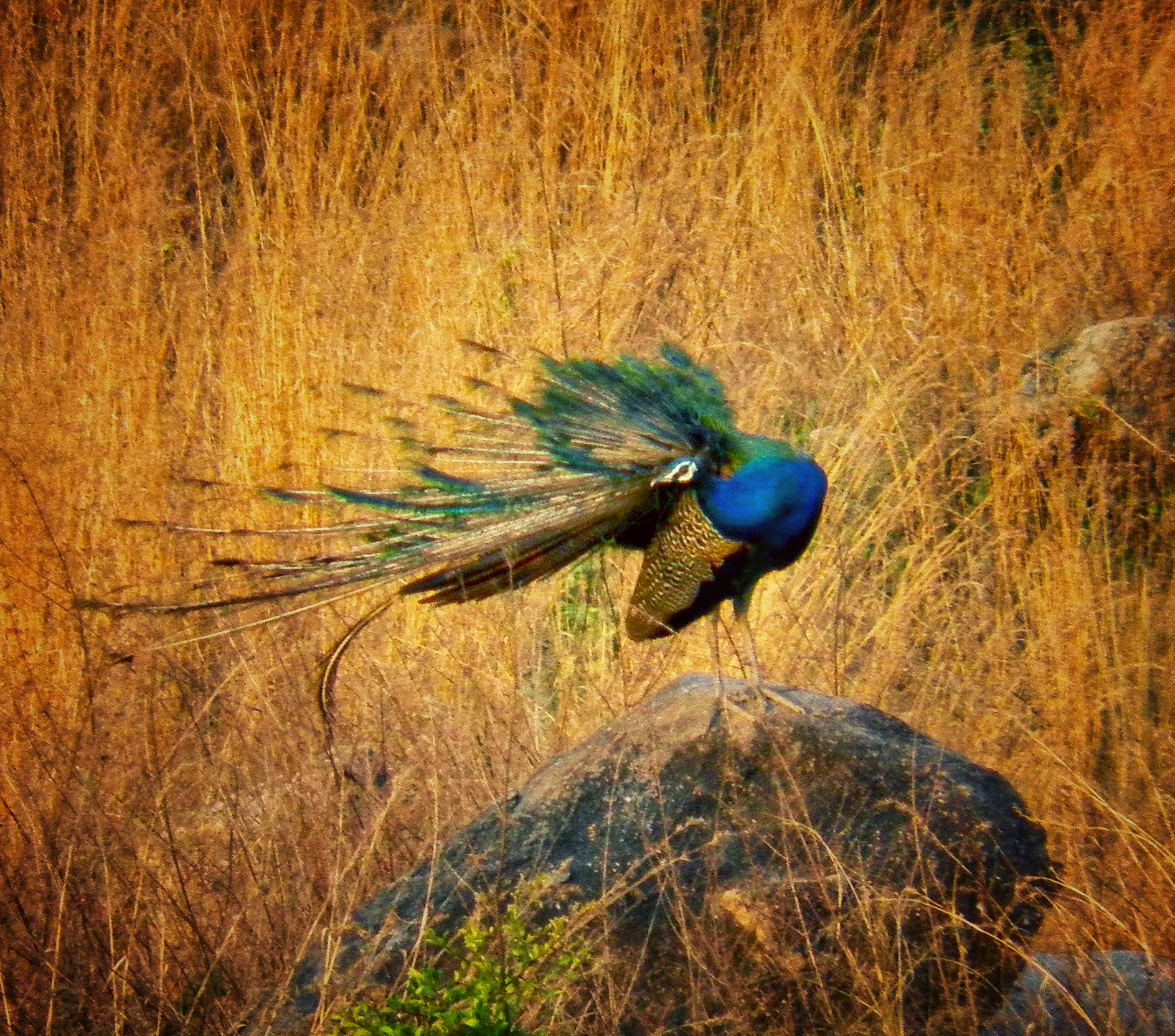 Olympus SP800UZ sample photo. Lonely peacock photography