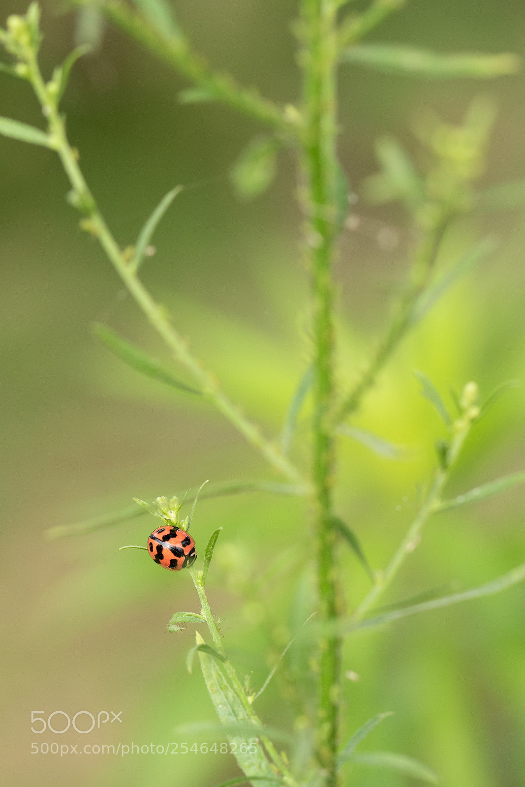 Canon EOS 7D Mark II sample photo. Sunday photography