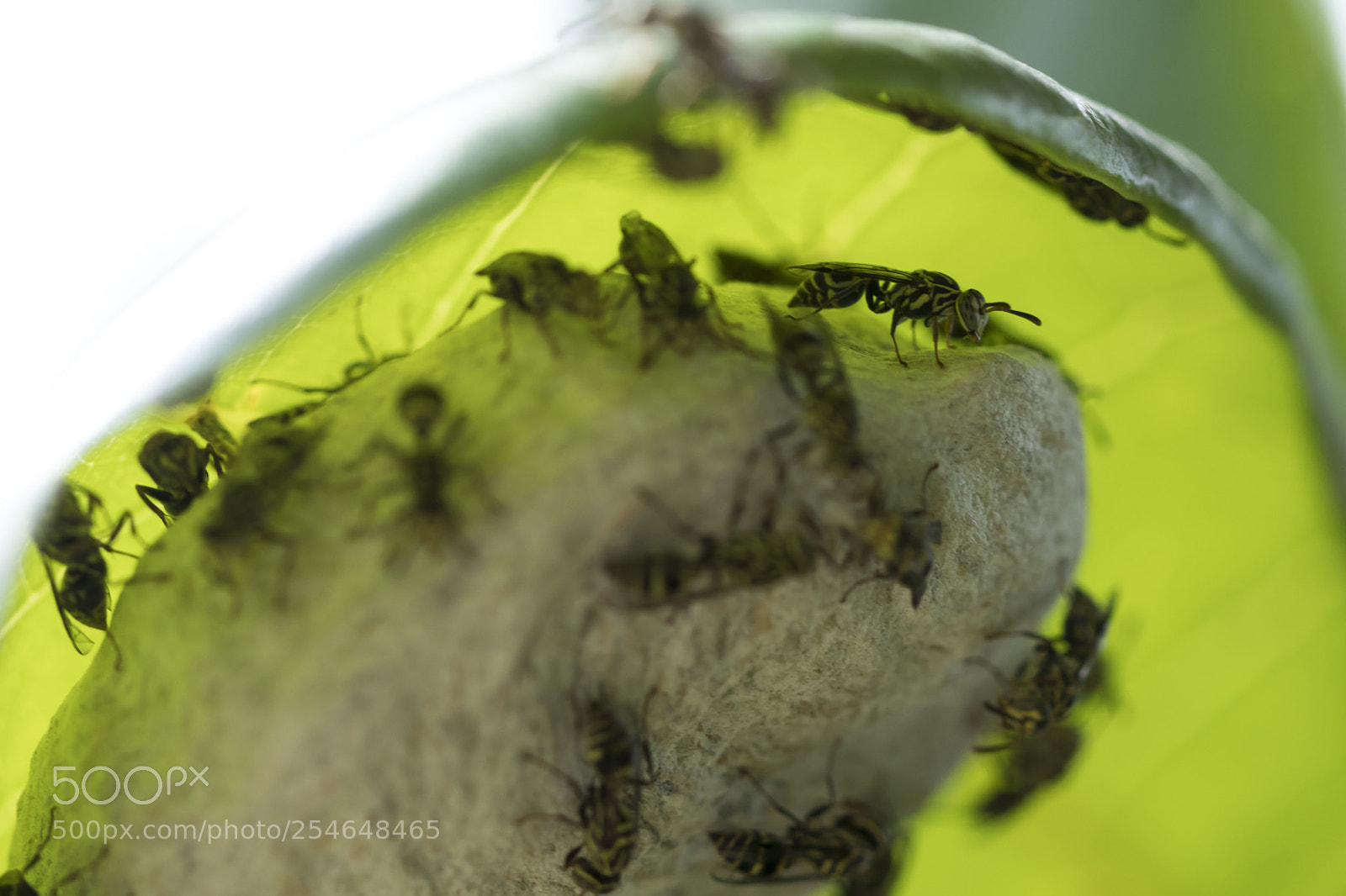 Canon EOS 80D sample photo. Little wasps on it's photography