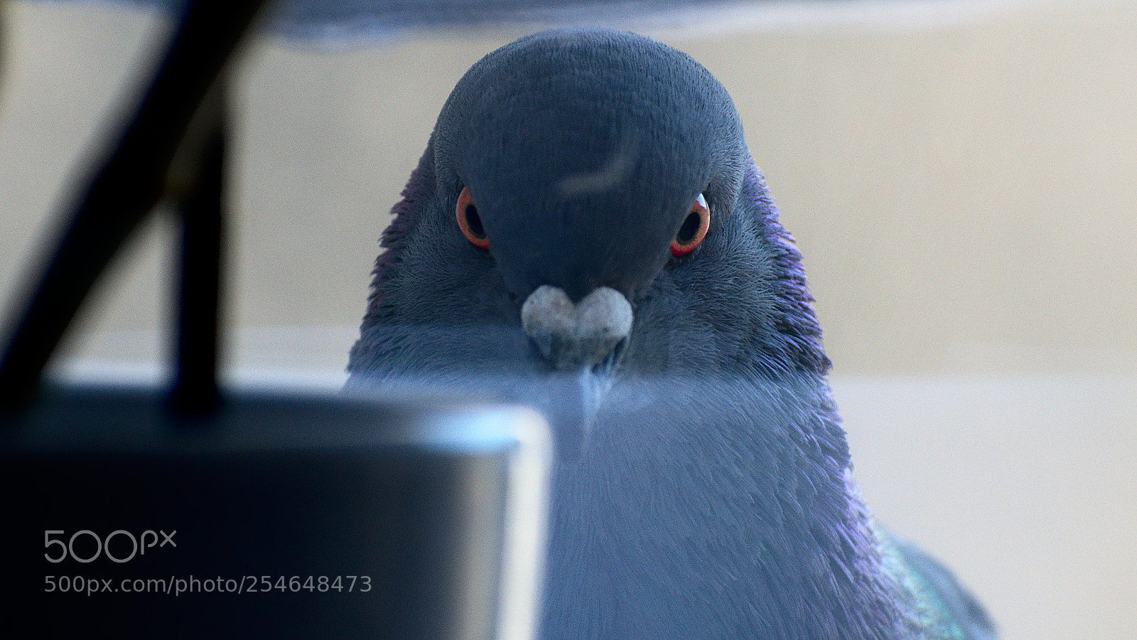 Nikon D5600 sample photo. Another spy photography