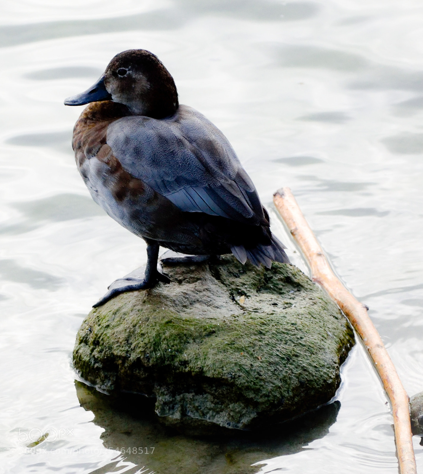 Nikon D3300 sample photo. Duck on mossy rock photography
