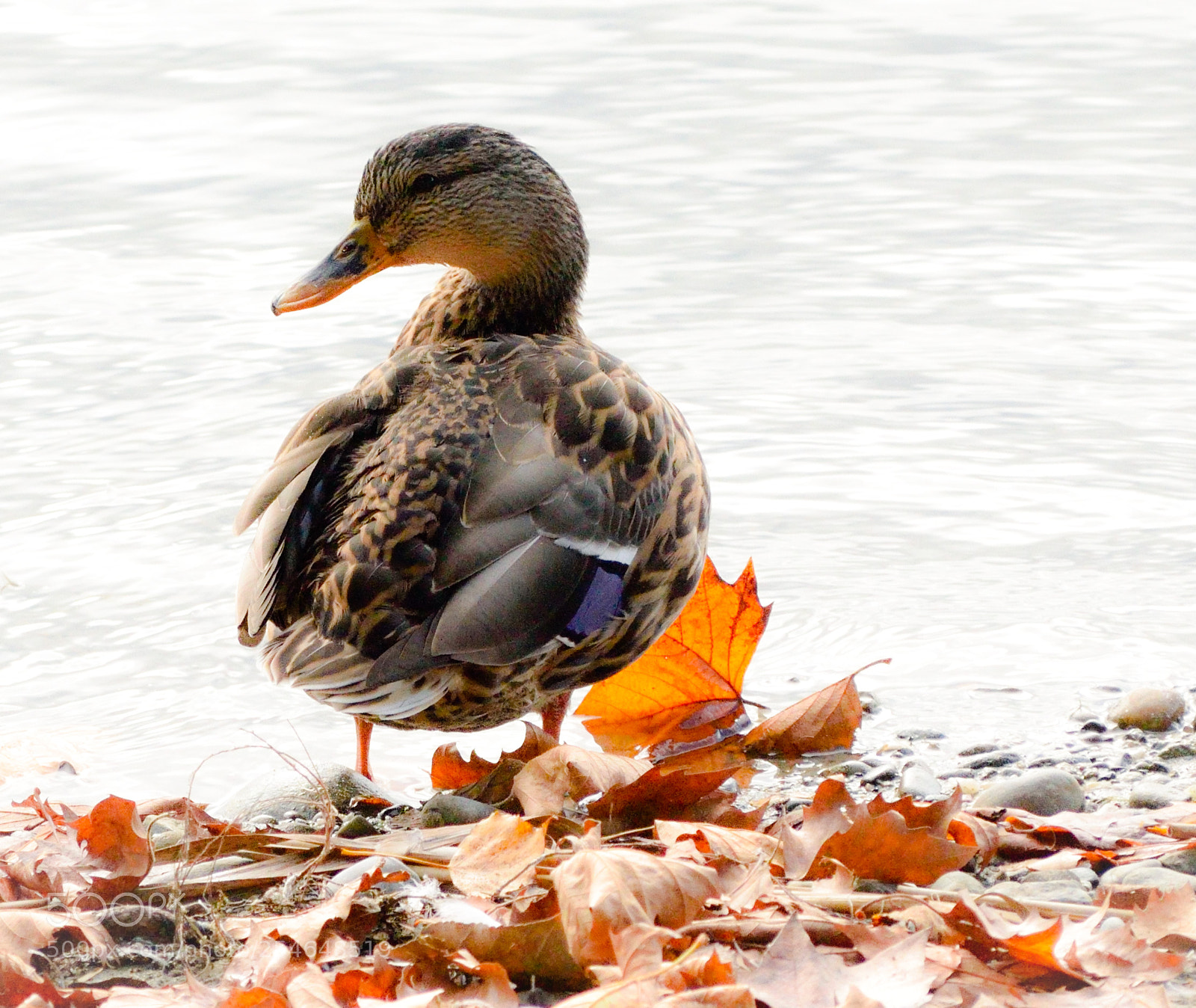 Nikon D3300 sample photo. Duck in leaves photography
