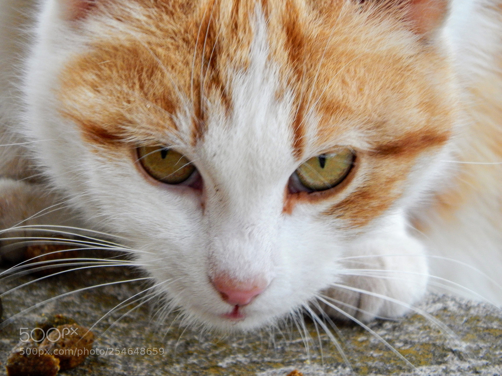 Nikon Coolpix L820 sample photo. Feral crouch photography