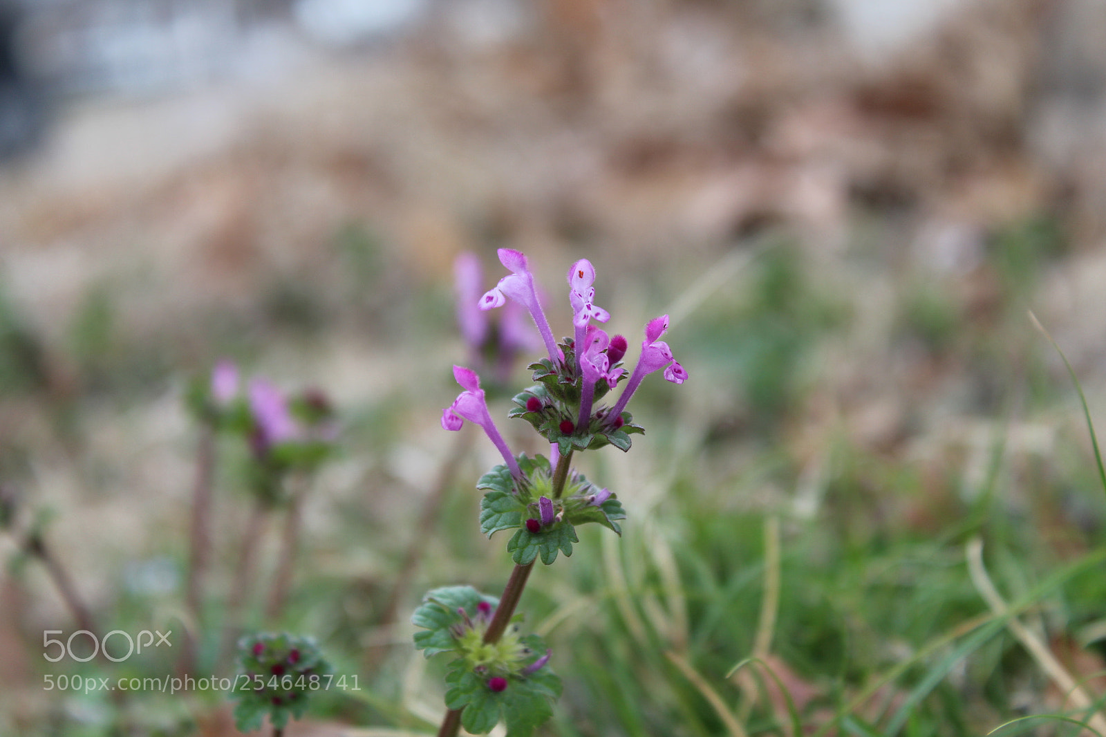 Canon EOS 1300D (EOS Rebel T6 / EOS Kiss X80) sample photo. Macro series 01 photography