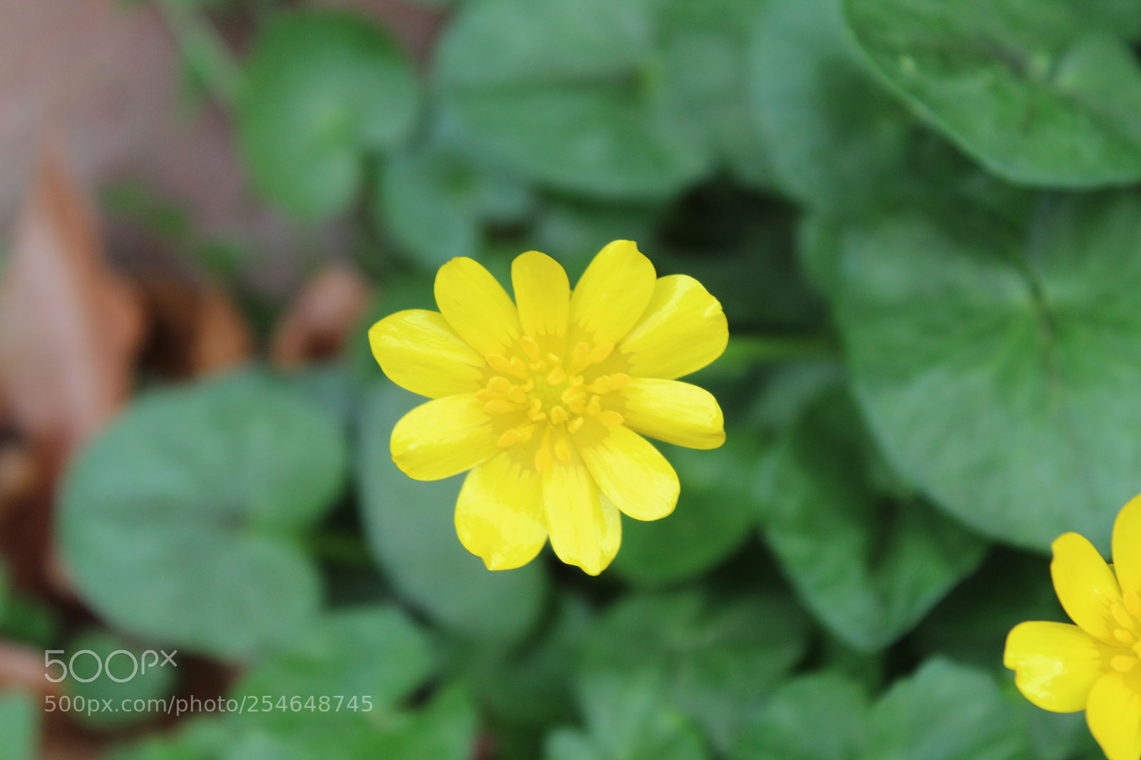 Canon EOS 1300D (EOS Rebel T6 / EOS Kiss X80) sample photo. Macro series 01 photography