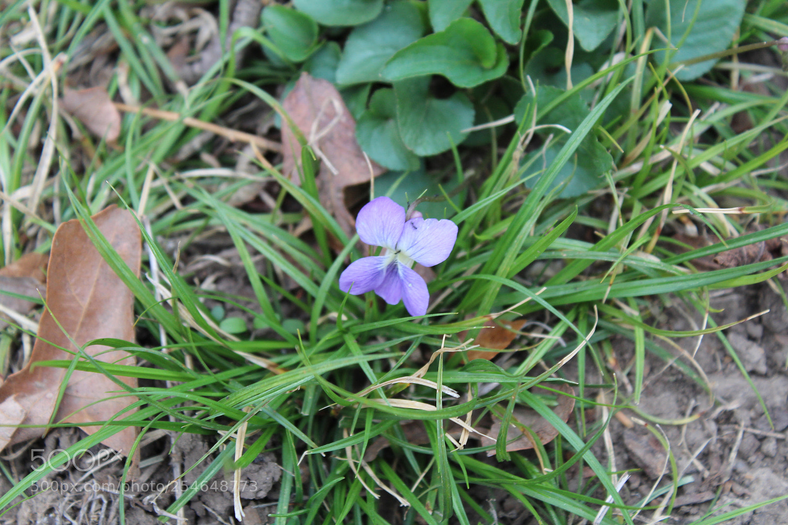 Canon EOS 1300D (EOS Rebel T6 / EOS Kiss X80) sample photo. Macro series 01 photography