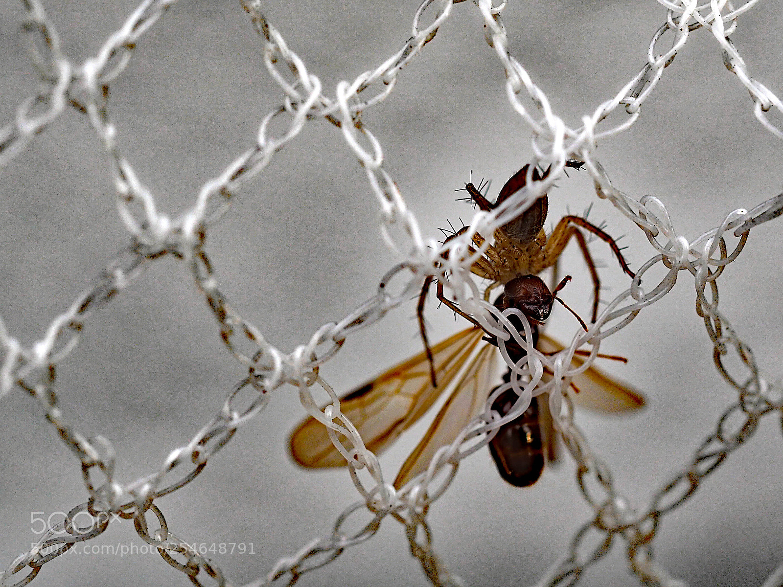 Olympus OM-D E-M5 II sample photo. Everything eats someone else. photography