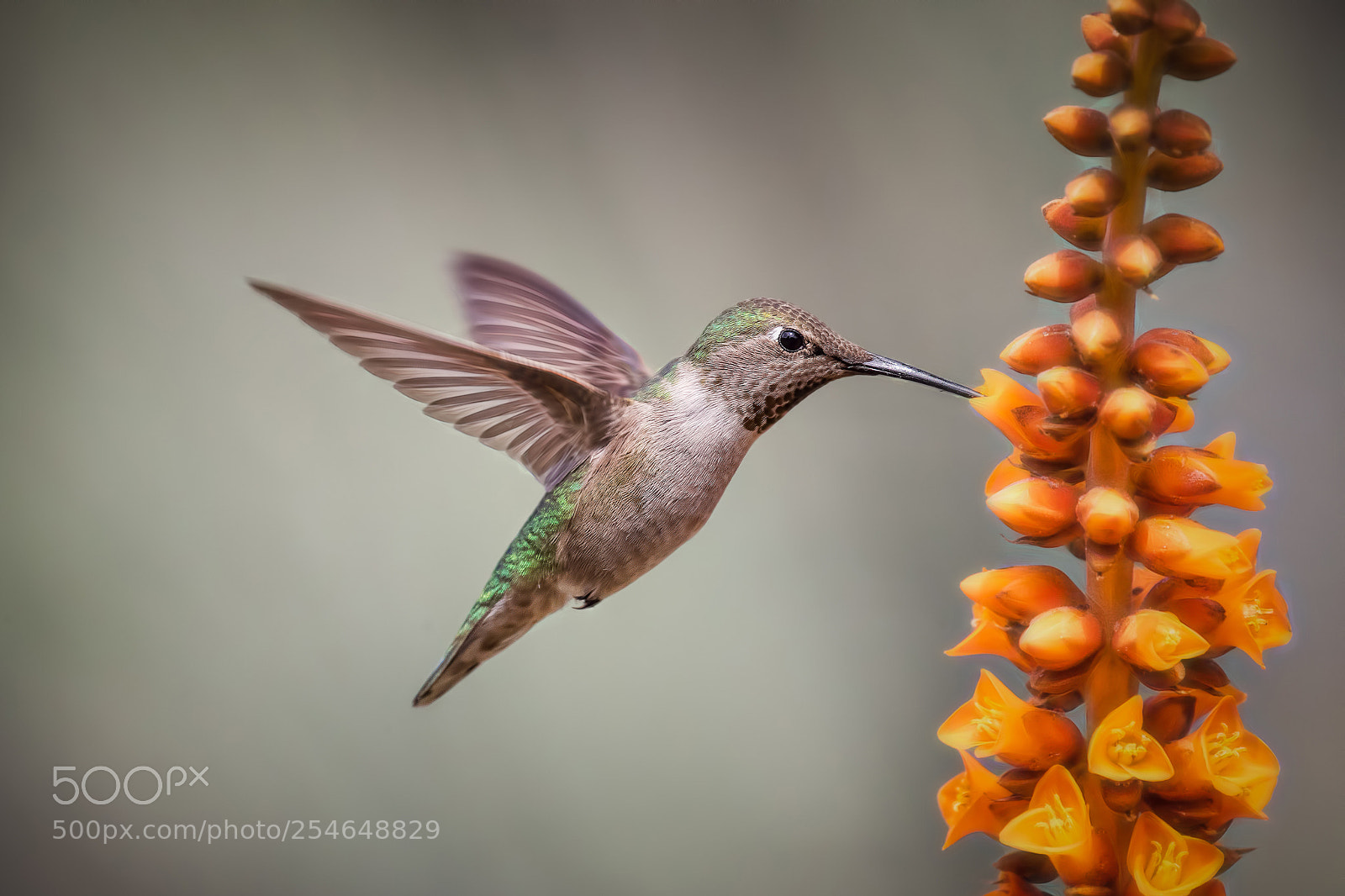 Canon EOS-1D X Mark II sample photo. Hummingbird diaries (111) photography