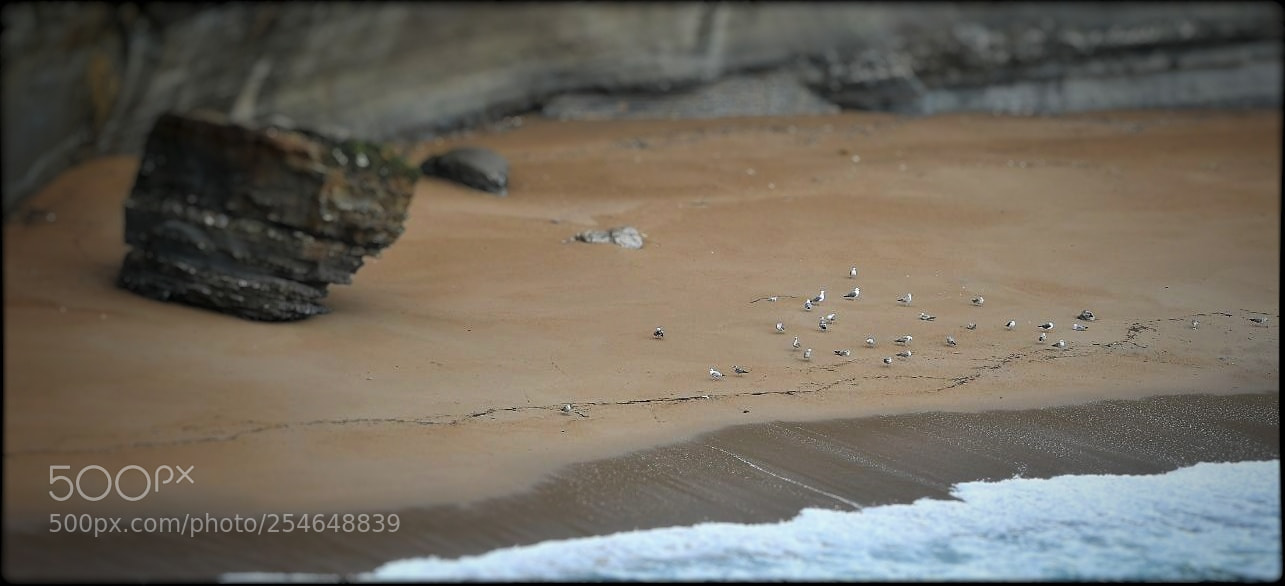 Nikon D500 sample photo. Untitled photography