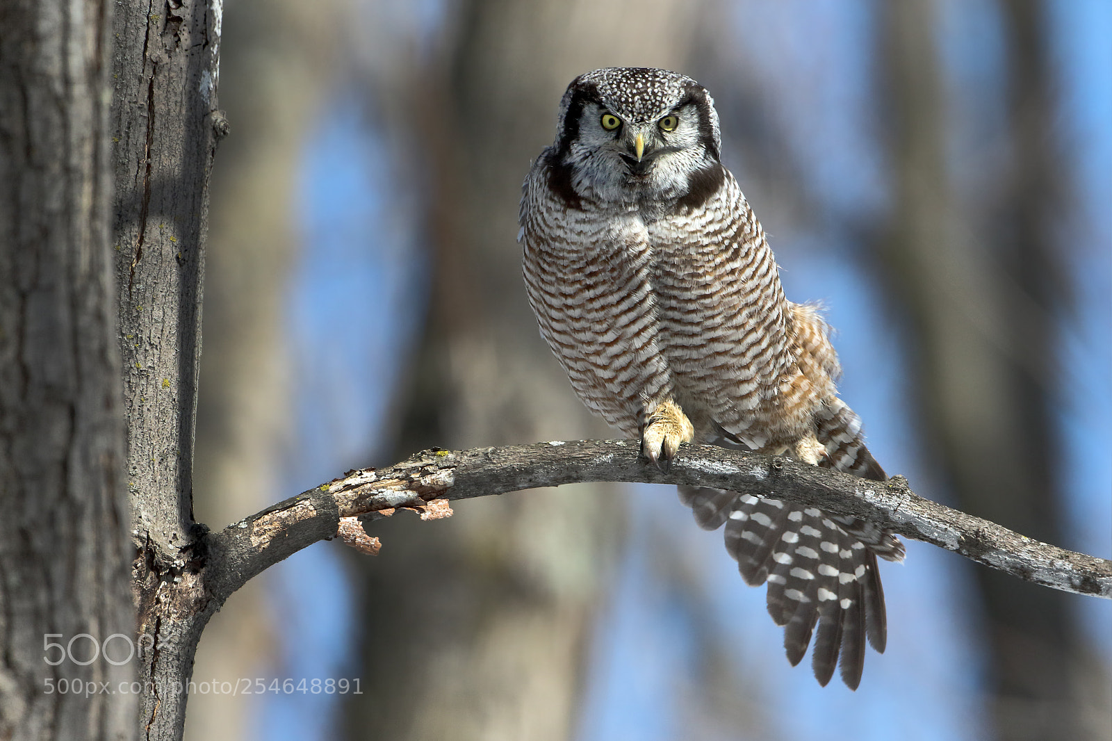 Canon EOS 7D Mark II sample photo. Hawk owl wing stretch photography