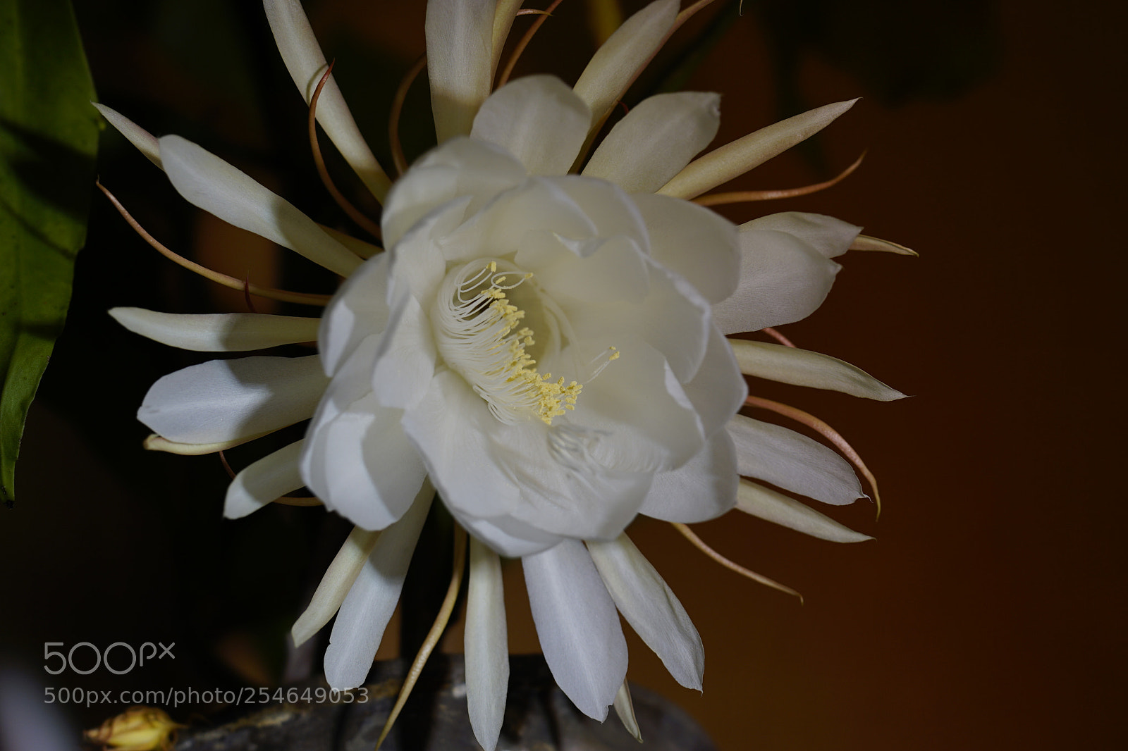 Sony a7 II sample photo. 昙花一现 photography