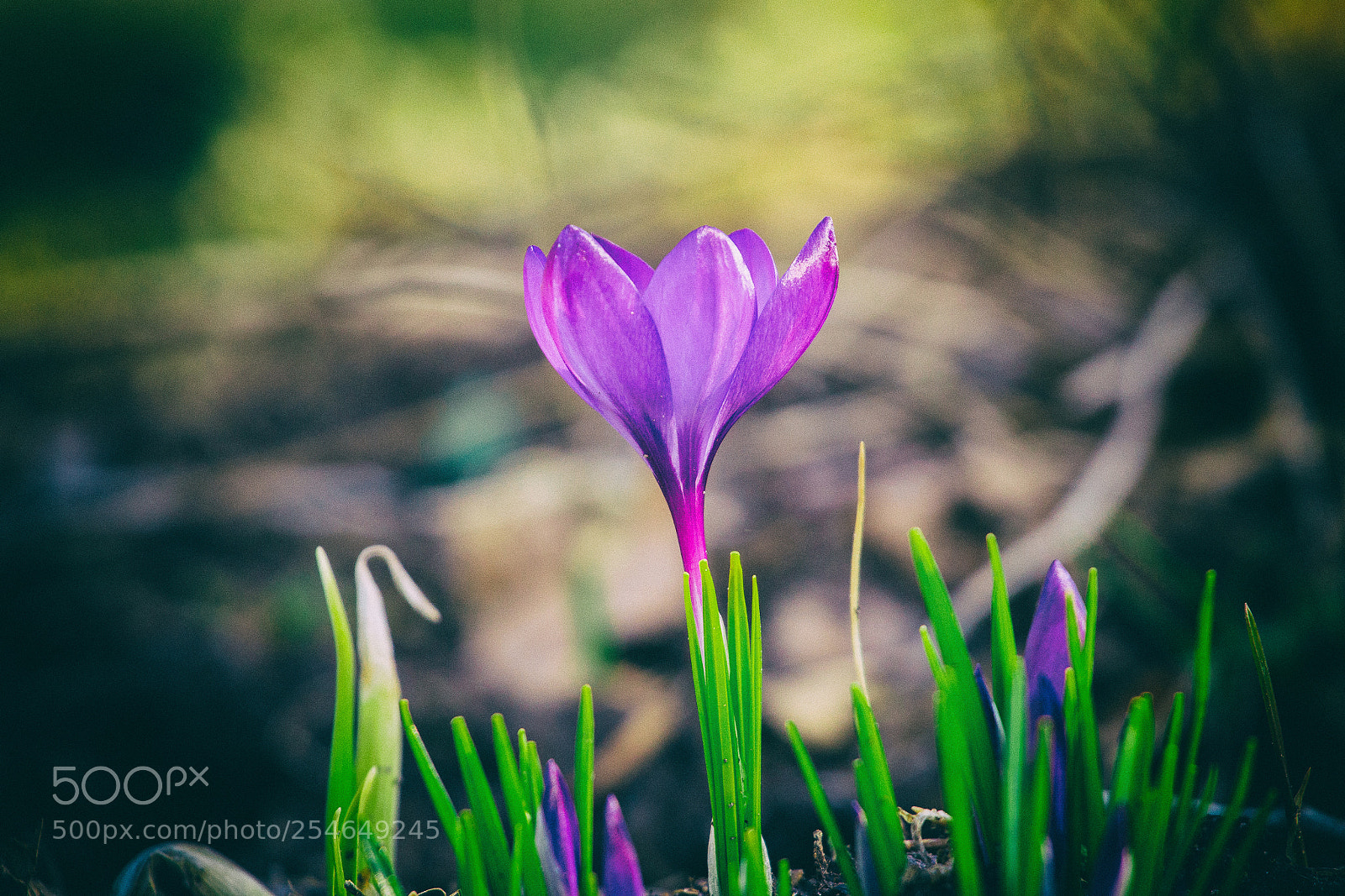 Canon EOS 700D (EOS Rebel T5i / EOS Kiss X7i) sample photo. Sign of spring photography