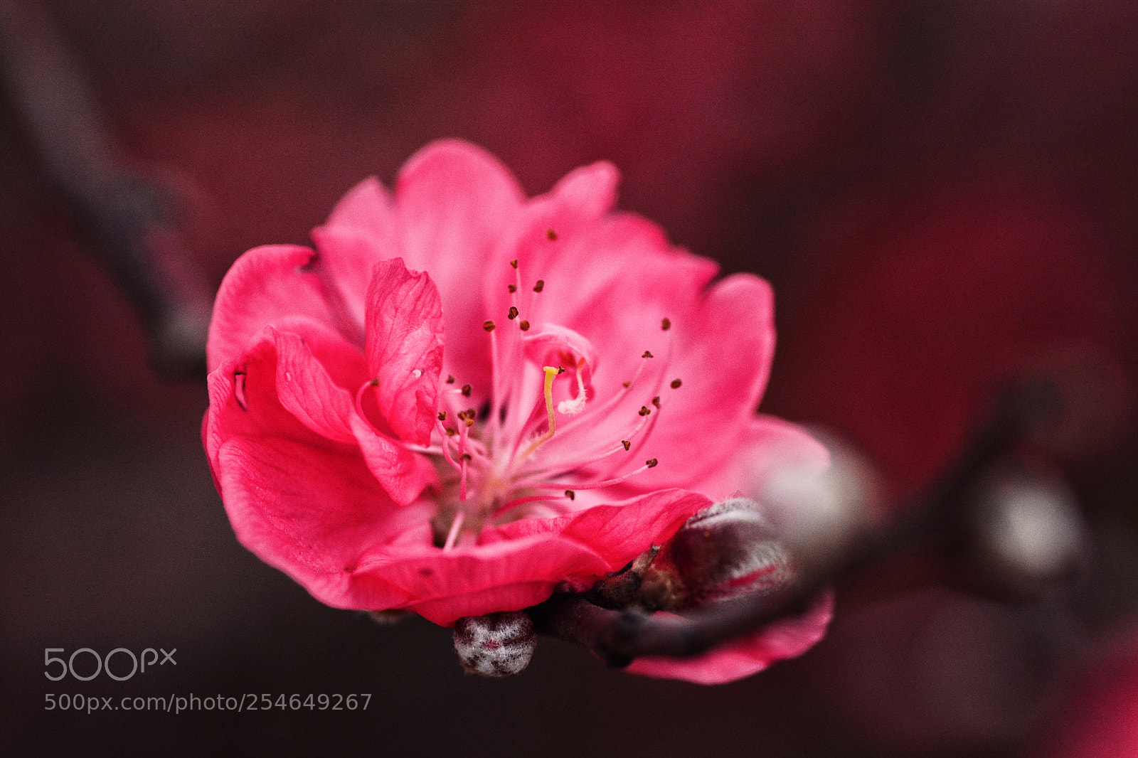 Nikon D7100 sample photo. Untitled photography