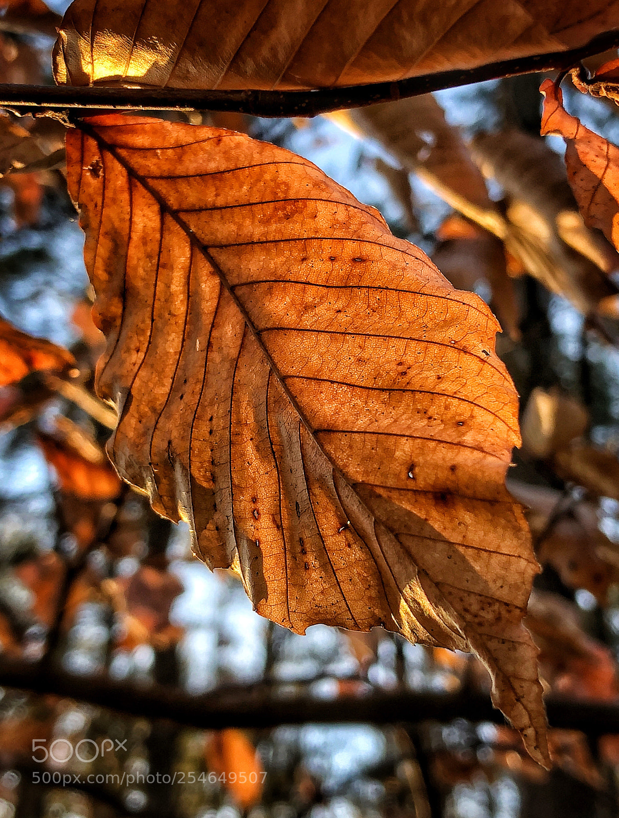 Apple iPhone 8 Plus sample photo. Leaf photography