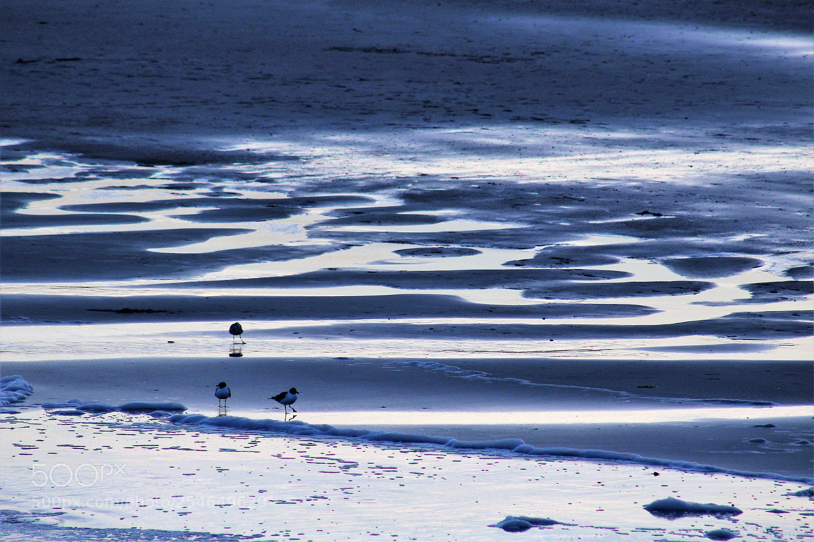 Canon EOS 1200D (EOS Rebel T5 / EOS Kiss X70 / EOS Hi) sample photo. Seagulls photography