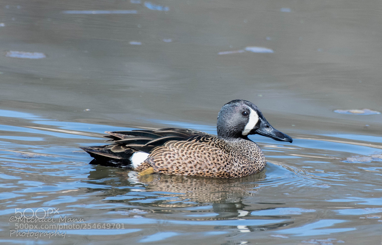 Nikon D850 sample photo. Blue-winged teal photography