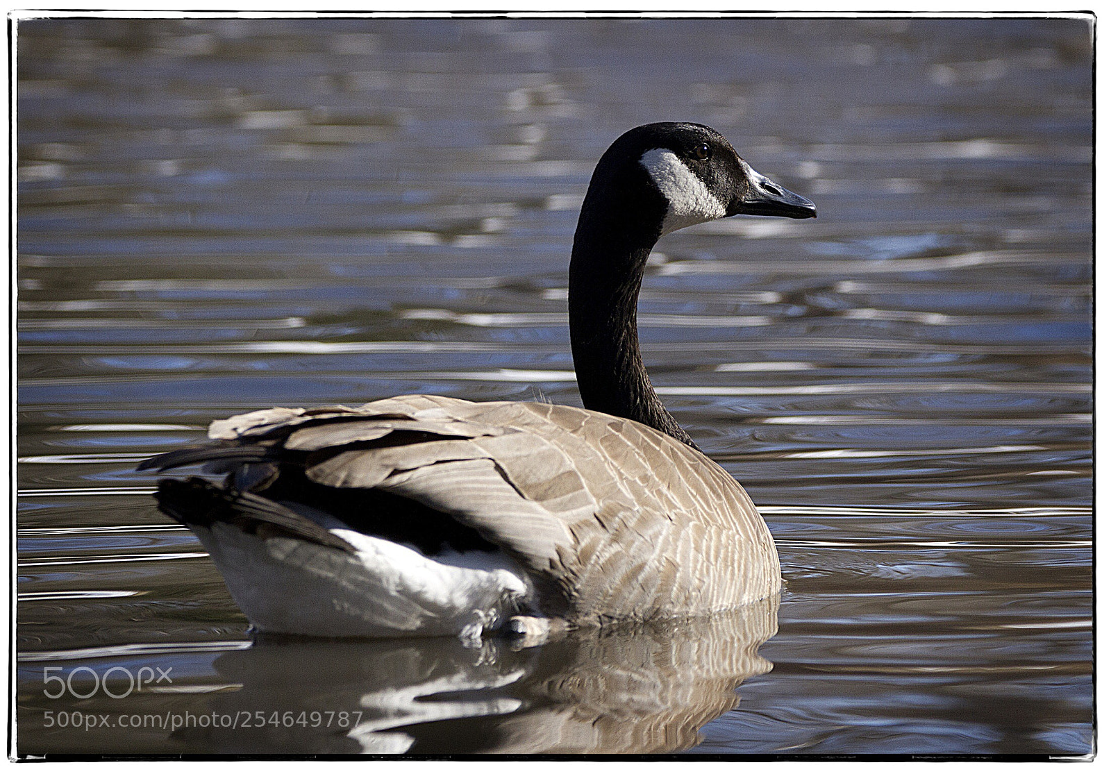 Canon EOS 7D sample photo. Finally some open water photography