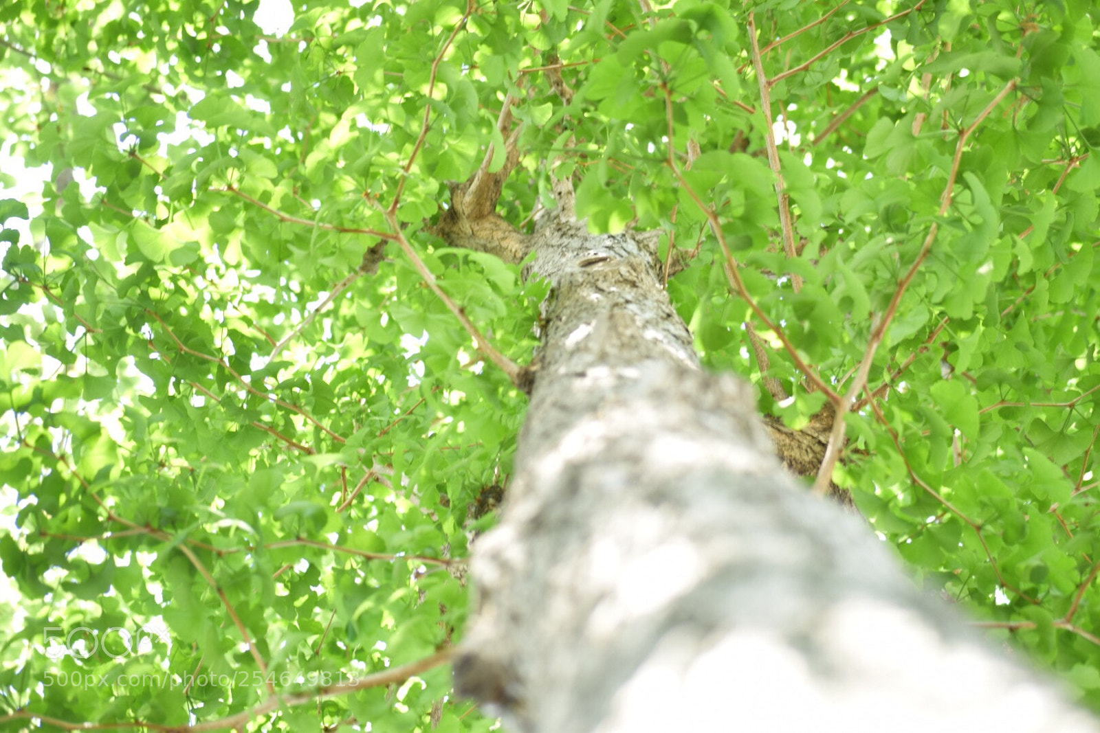 Nikon D5300 sample photo. Tree photography