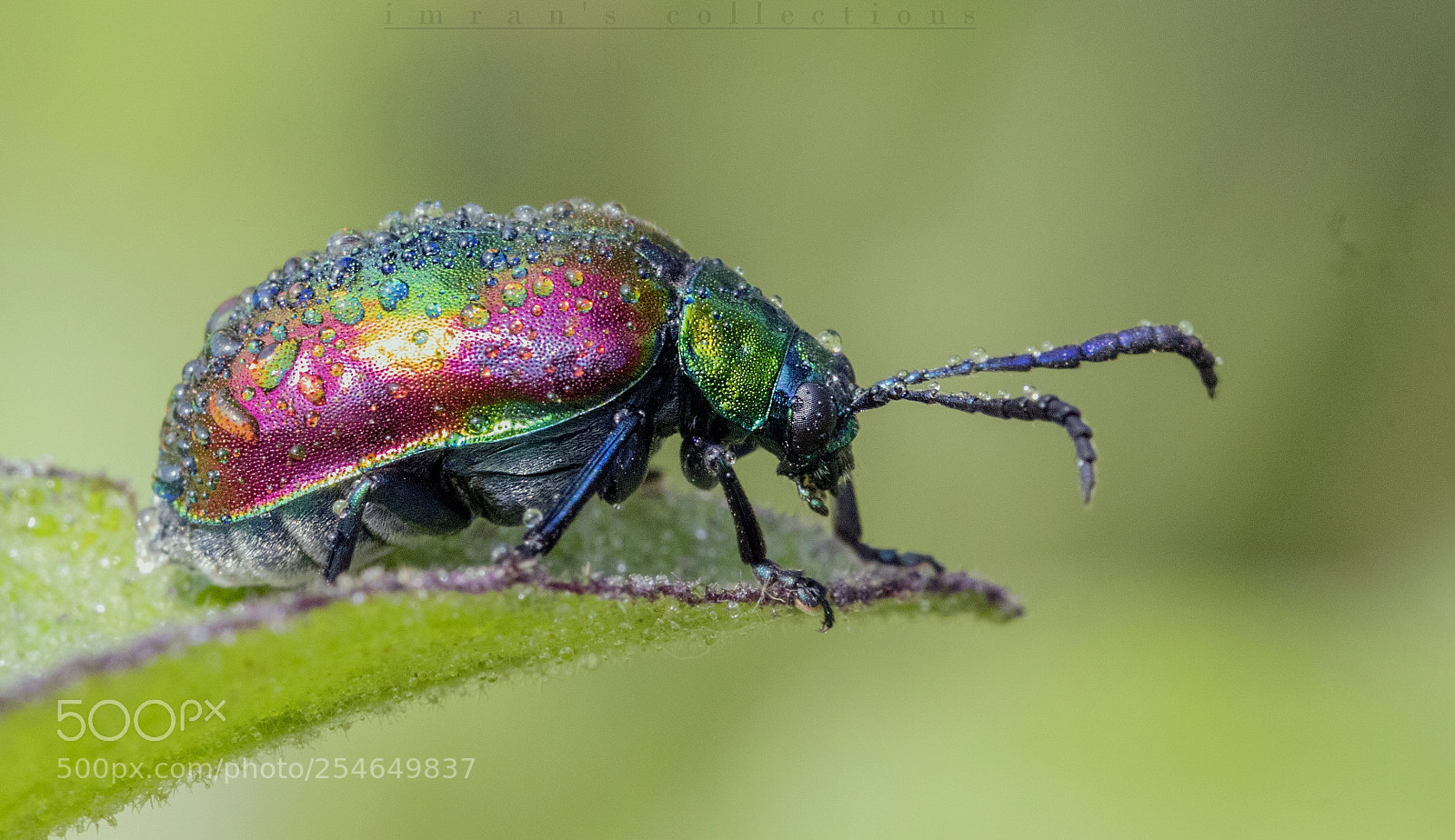 Canon EOS 77D (EOS 9000D / EOS 770D) sample photo. The colourful one! photography