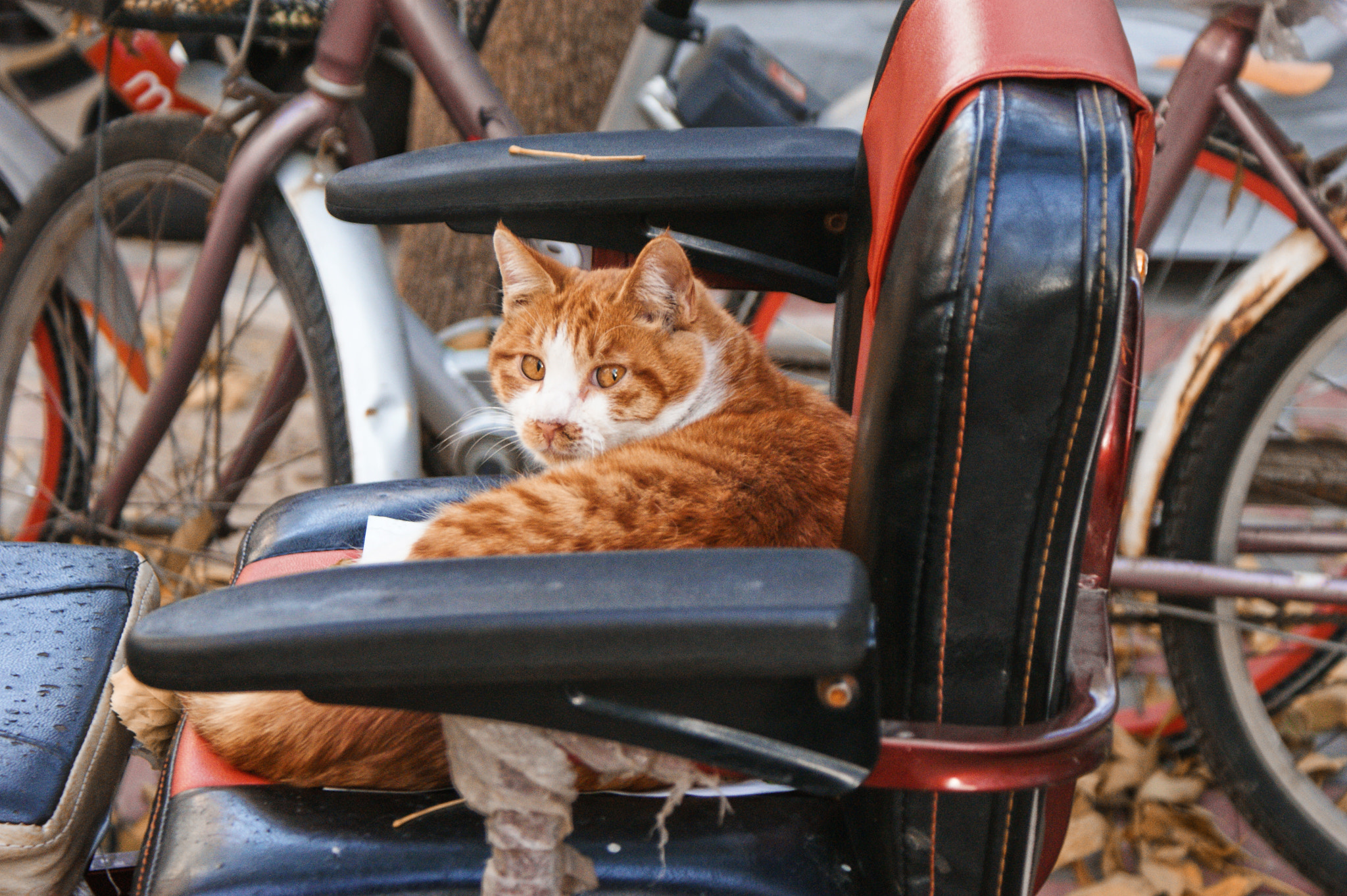 Sony DT 18-70mm F3.5-5.6 sample photo. Whatssup human? photography