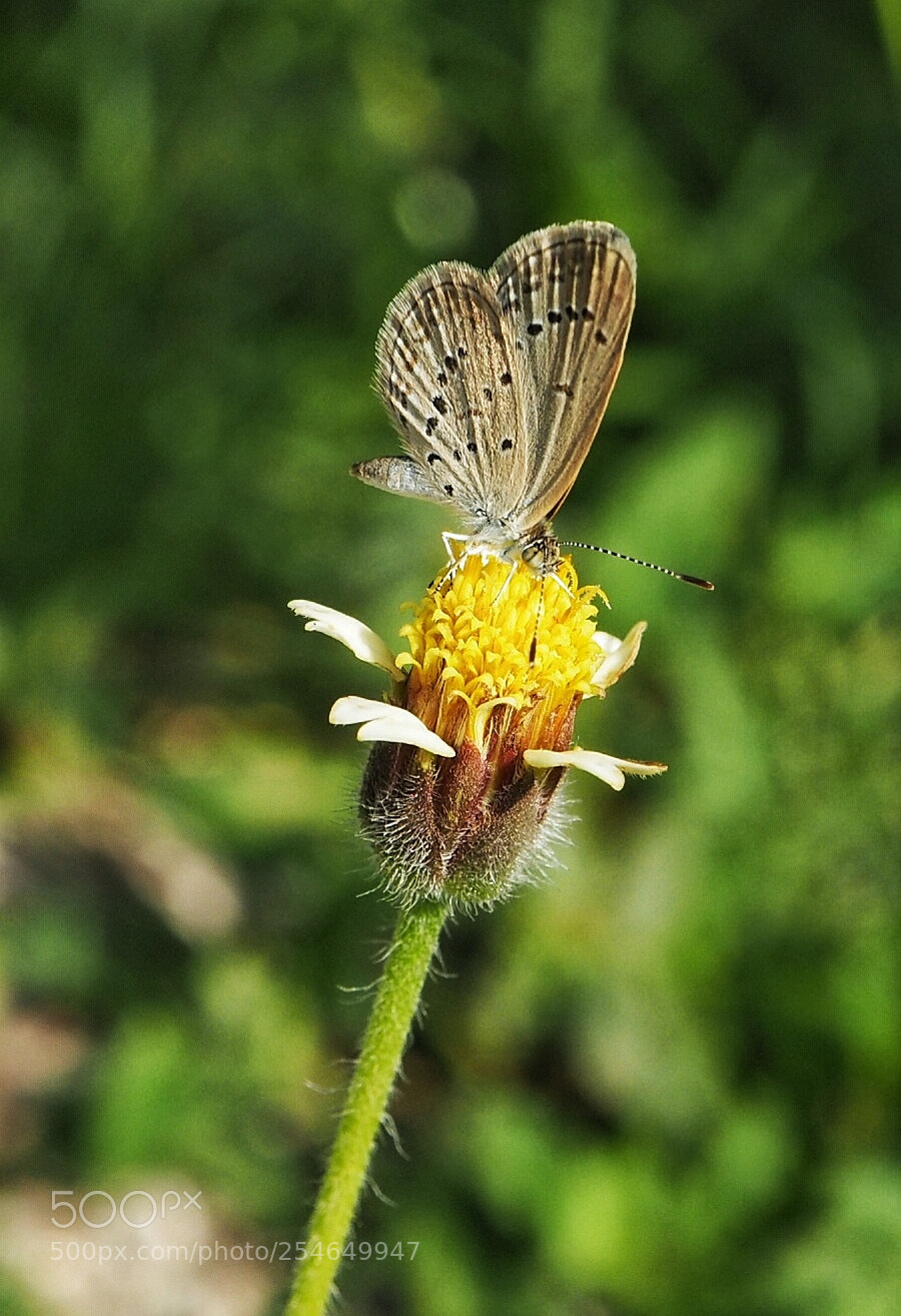 Olympus PEN E-PL7 sample photo. Butterfly photography