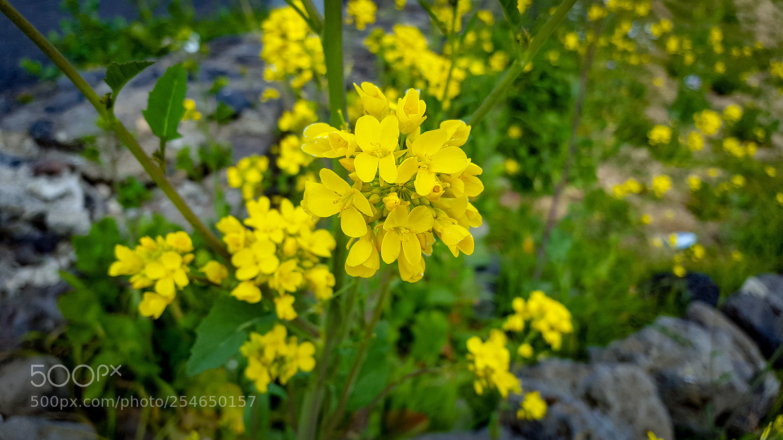 Samsung GALAXY S6 edge sample photo. Rapeseed.jpg photography