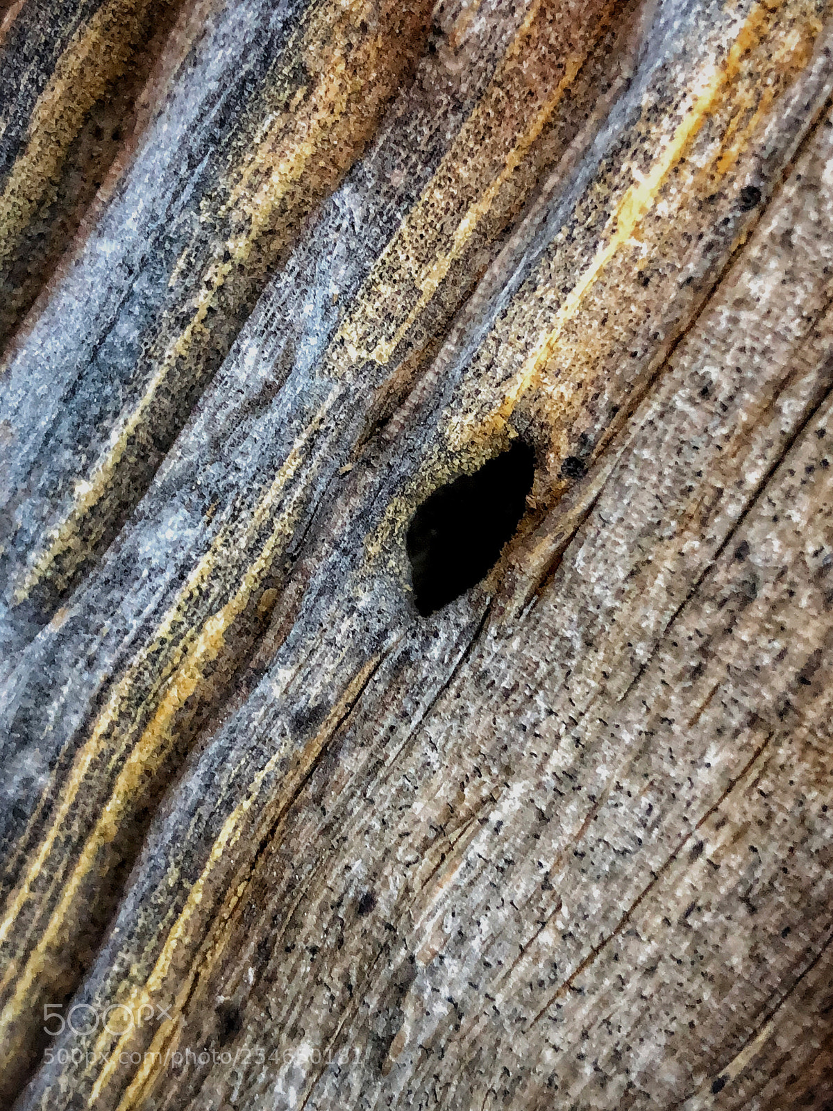 Apple iPhone 8 Plus sample photo. Decaying tree detail photography