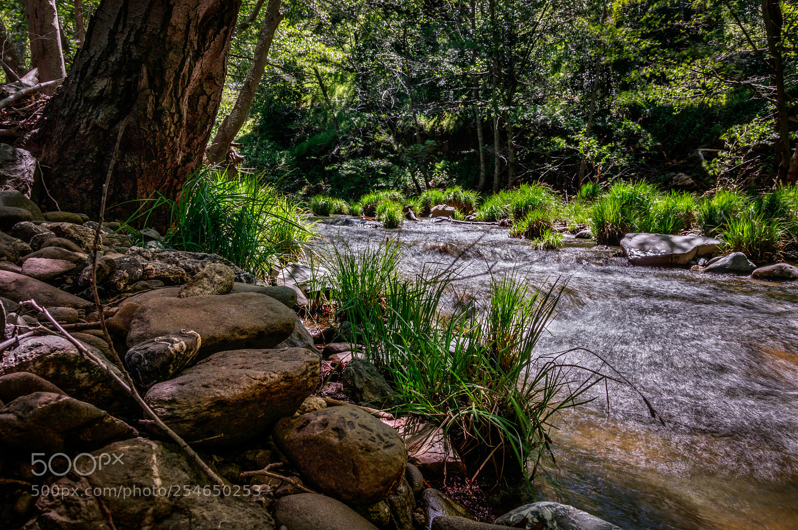 Canon EOS 80D sample photo. Alameda creek photography