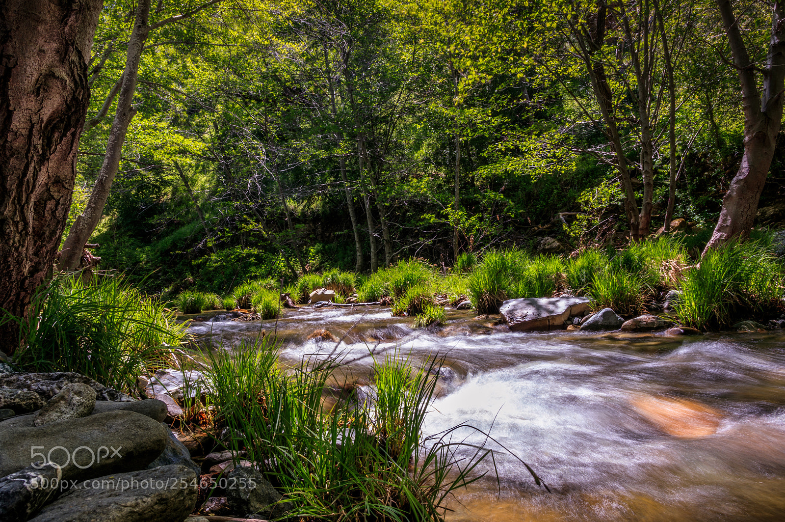 Canon EOS 80D sample photo. Alameda creek photography