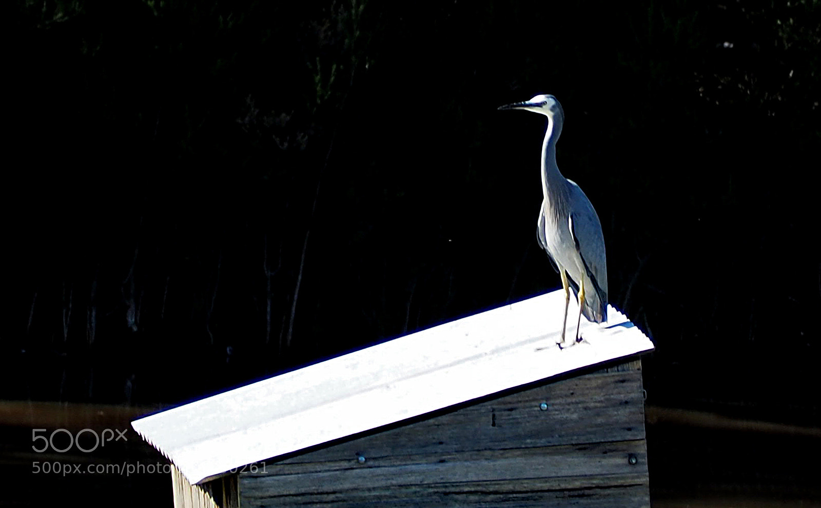 Olympus OM-D E-M5 II sample photo. Bird on a shed. photography