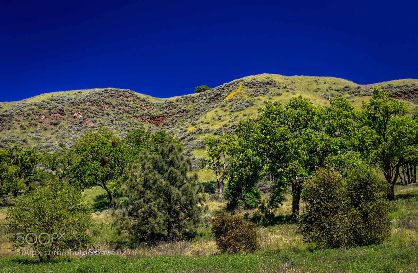Canon EOS 80D sample photo. Ohlone trail photography