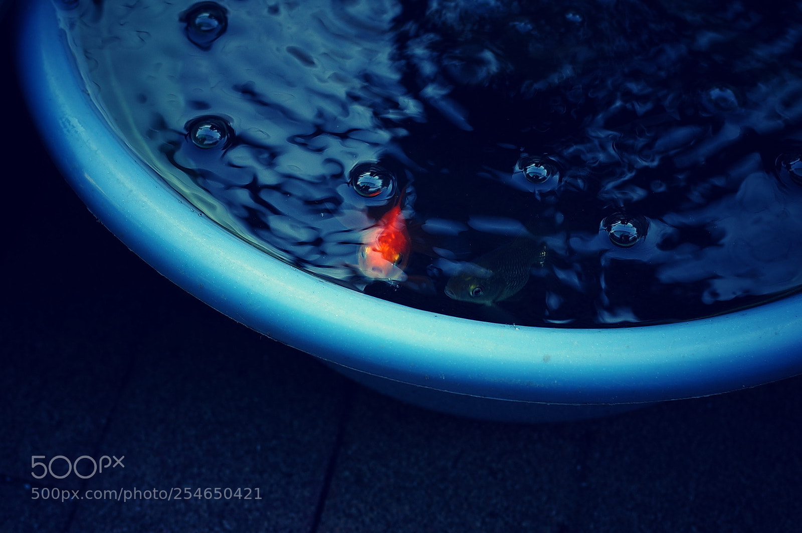 Ricoh GR II sample photo. The goldfish photography