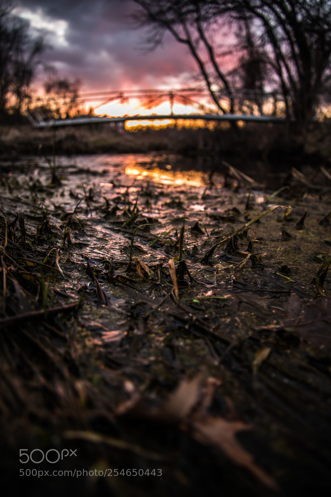 Nikon D800 sample photo. Grassy sunset photography
